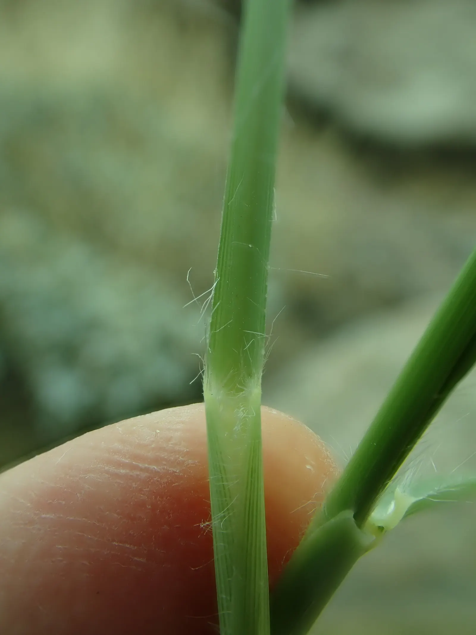 Tender Fountain Grass (Pennisetum Setaceum) — grass for full; this species has been identified as invasive