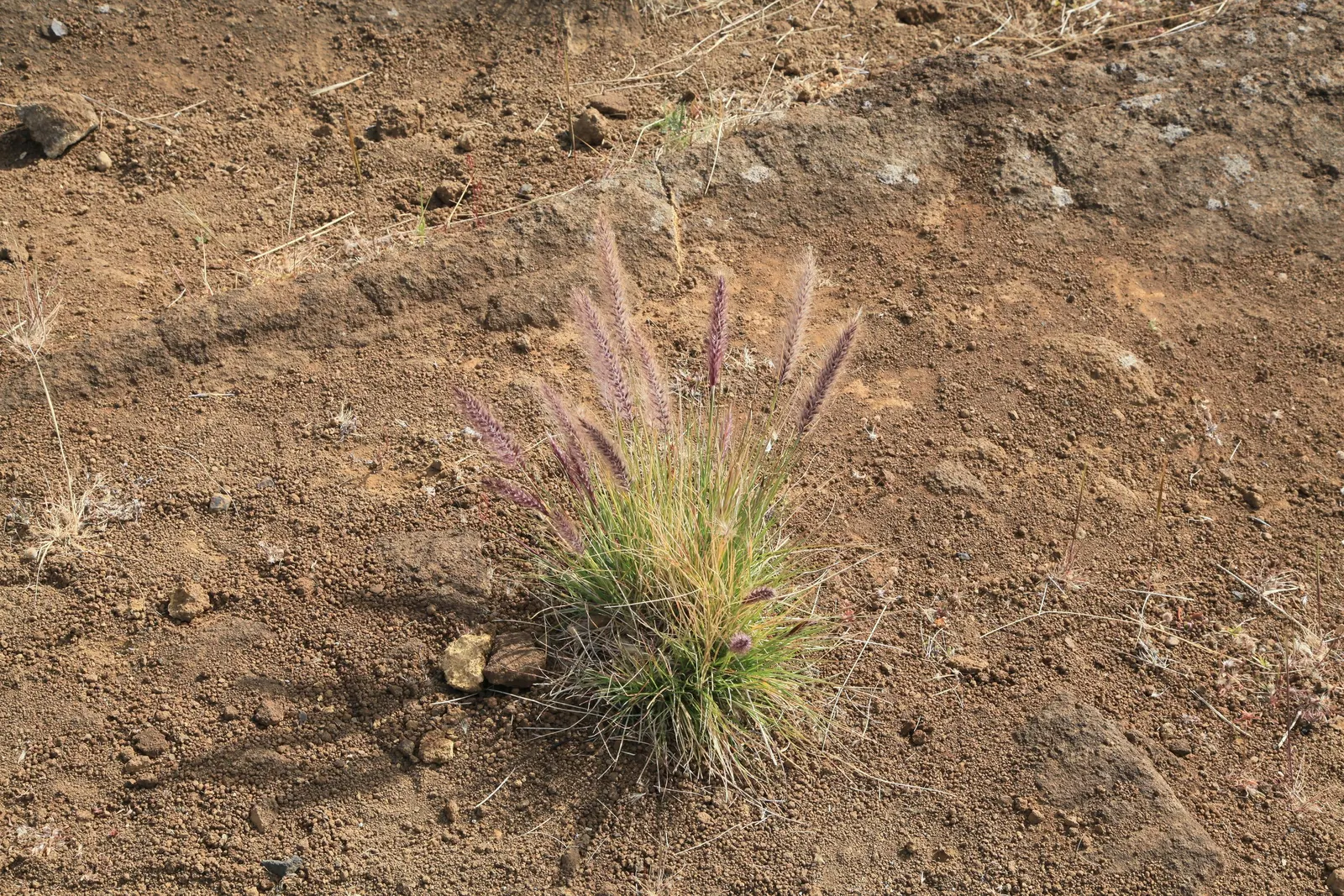 Tender Fountain Grass (Pennisetum Setaceum) — The plant blooms from mid-summer into the fall