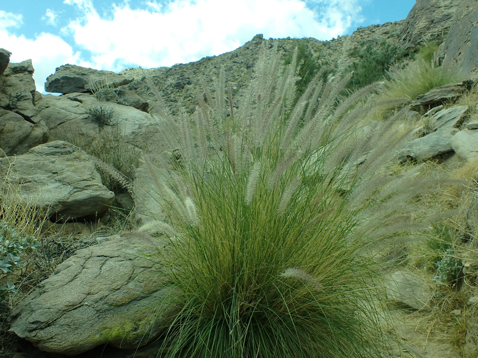 Tender Fountain Grass (Pennisetum Setaceum) — purple flowers in the garden; this semi-evergreen perennial is best suited for USDA hardiness zones 9 through 11