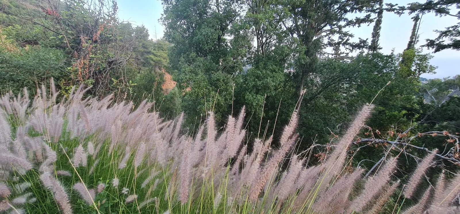 Tender Fountain Grass (Pennisetum Setaceum) — or serves as an eye-catching specimen plant