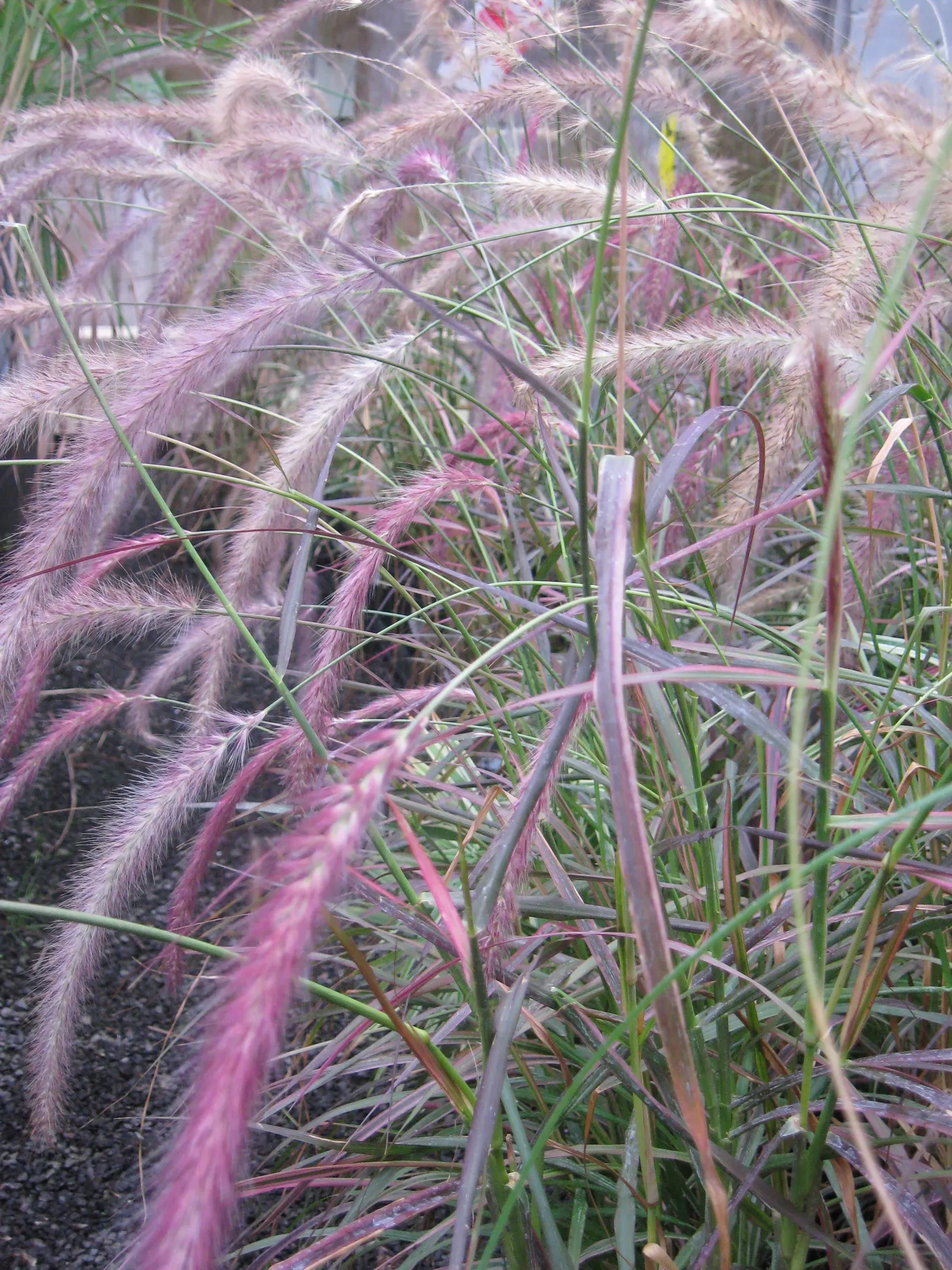 Tender Fountain Grass (Pennisetum Setaceum) — but considered invasive in some areas ‚Äì check local guidelines; airy texture to the landscape