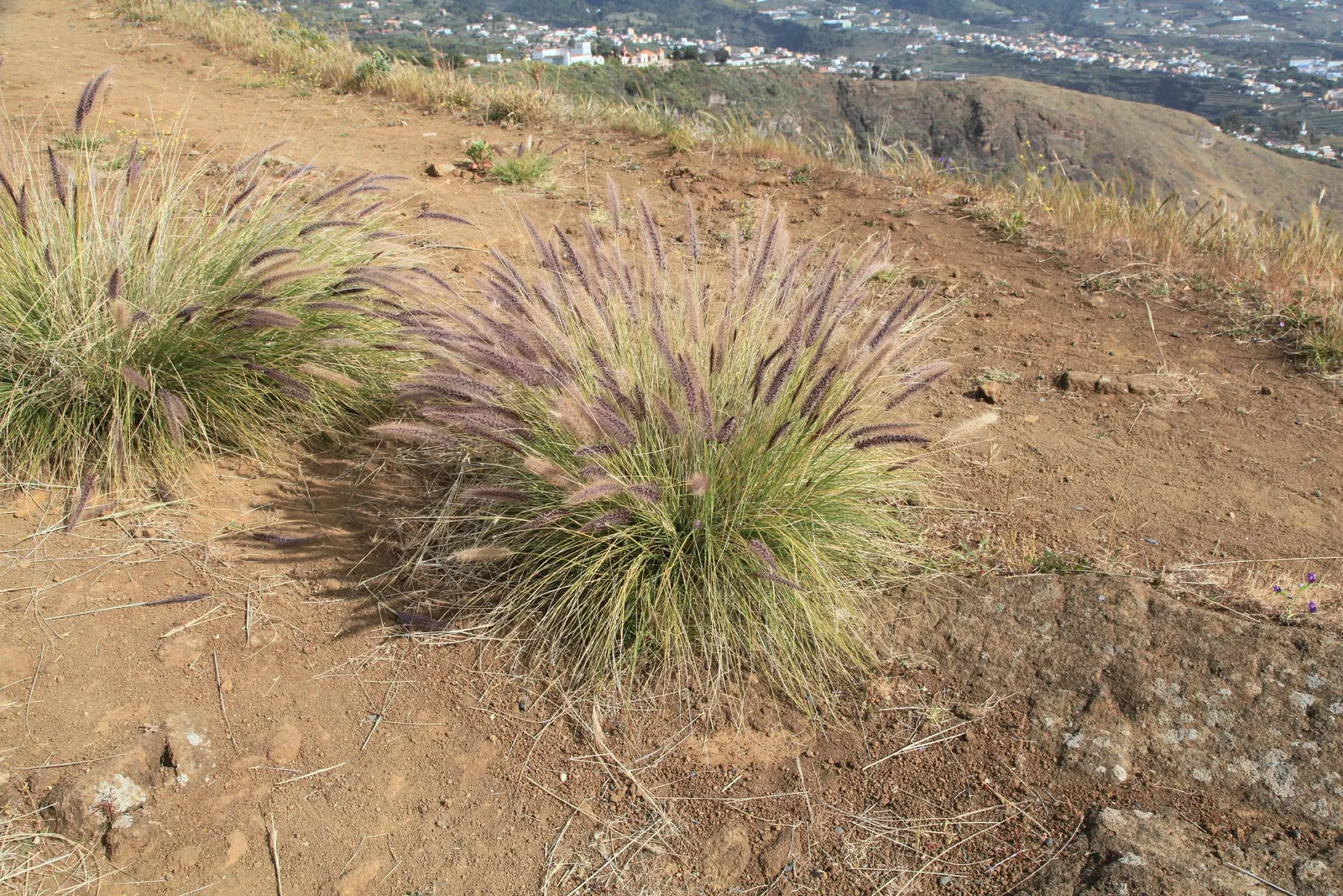 Tender Fountain Grass (Pennisetum Setaceum) — thriving in full sun to part shade conditions