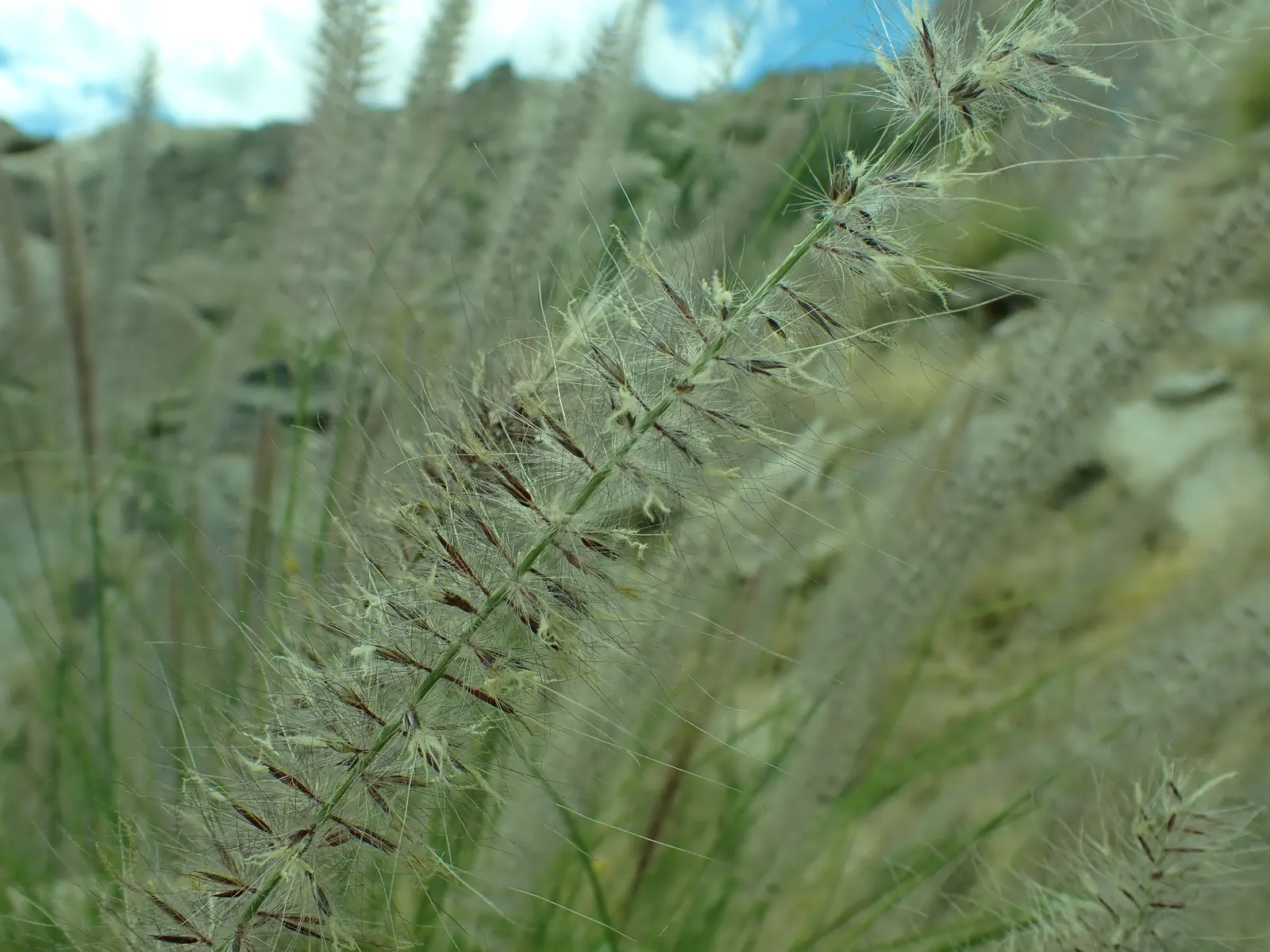 Tender Fountain Grass (Pennisetum Setaceum) — The plant blooms from mid-summer into the fall; more commonly known as Tender Fountain Grass