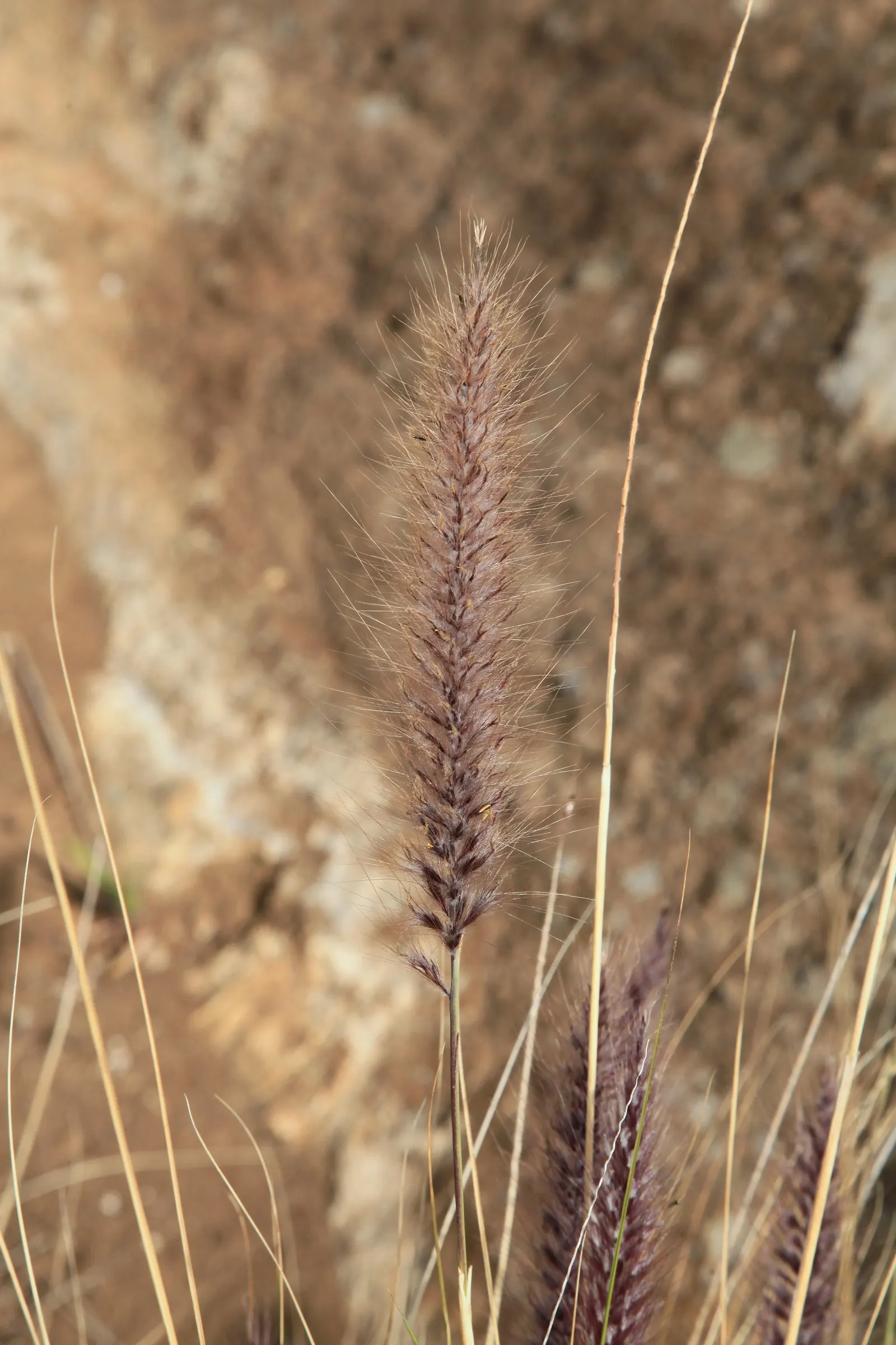 Tender Fountain Grass (Pennisetum Setaceum) — Thrives in full sun and well-drained soil