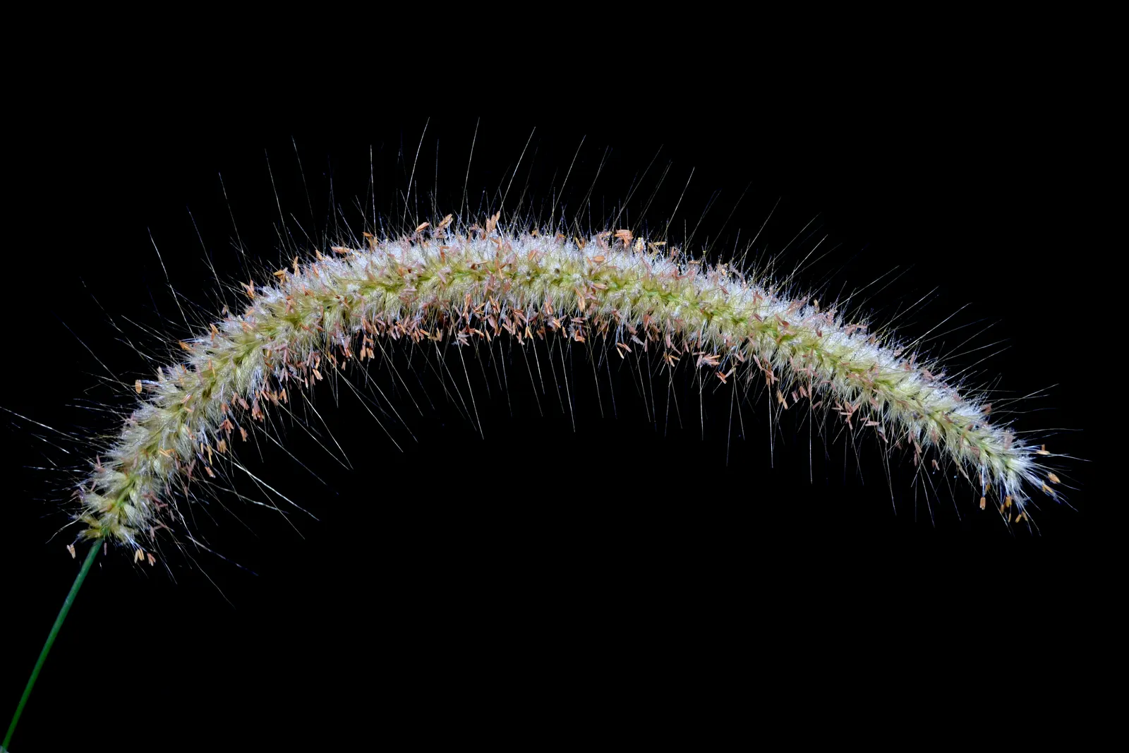 Tender Fountain Grass (Pennisetum Setaceum) — grass with purple blooms