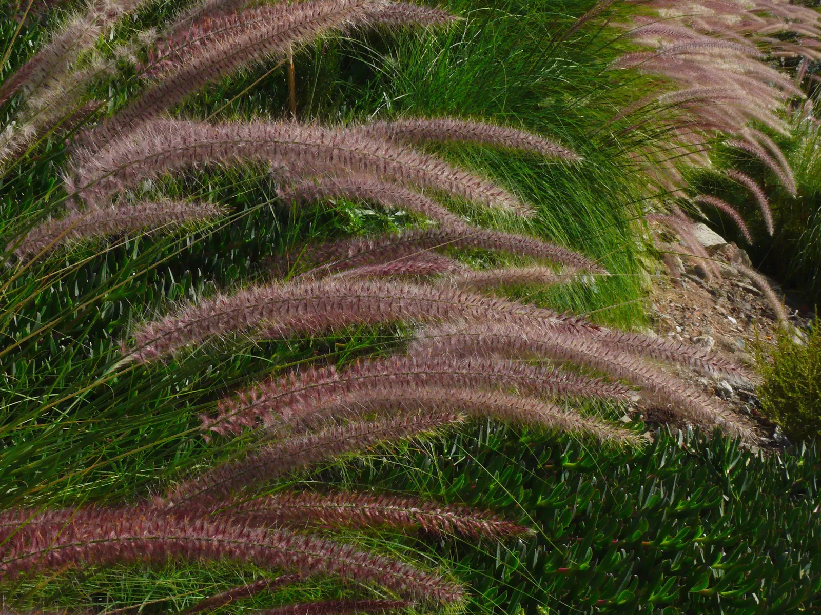 Tender Fountain Grass (Pennisetum Setaceum) — with peak visual interest occurring when the plumes are fully developed, image 38