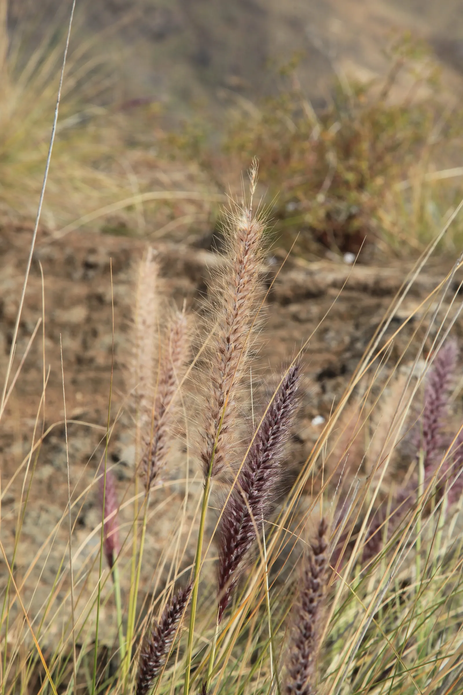 Tender Fountain Grass (Pennisetum Setaceum) — creates dramatic groupings
