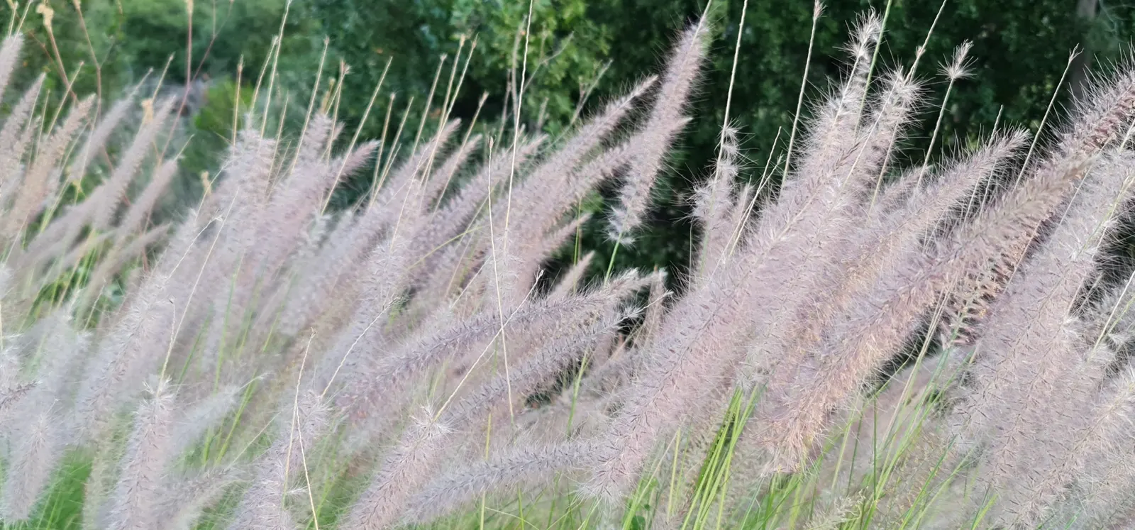 Tender Fountain Grass (Pennisetum Setaceum) — more commonly known as Tender Fountain Grass; fountain Grass is quite drought-tolerant, image 56