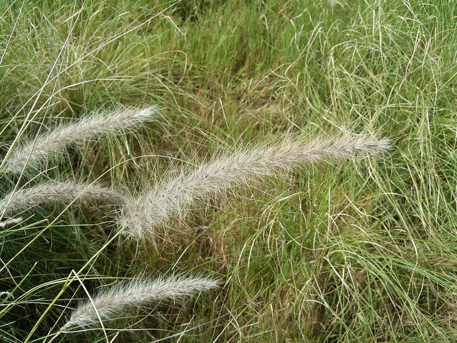 Tender Fountain Grass (Pennisetum Setaceum) — this species has been identified as invasive; it reaches a height of 3 to 5 feet with a similar spread, adding