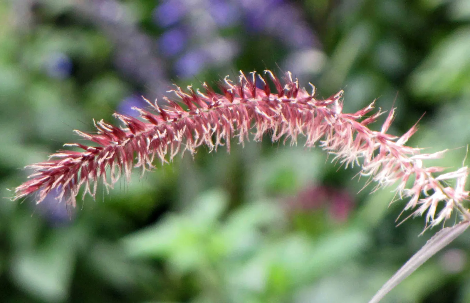Tender Fountain Grass (Pennisetum Setaceum) — Drought-tolerant once established; as the plant remains visually appealing even as the blooms mature and