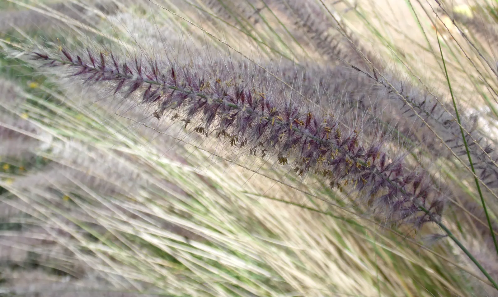 Tender Fountain Grass (Pennisetum Setaceum) — thriving in full sun to part shade conditions; which soar above the foliage and exhibit a rosy-hue to purplish