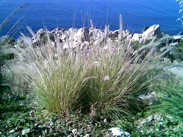 Tender Fountain Grass (Pennisetum Setaceum) — with peak visual interest occurring when the plumes are fully developed
