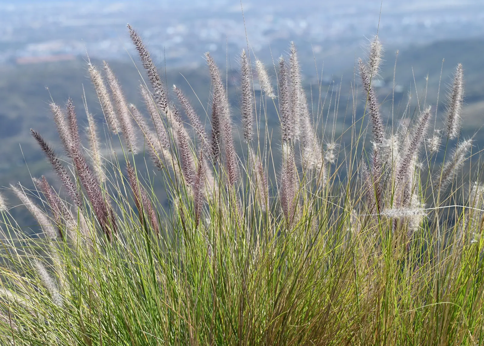 Tender Fountain Grass (Pennisetum Setaceum) — making it a low-maintenance option for xeriscapes or dry gardens; thrives in full sun and well-drained soil
