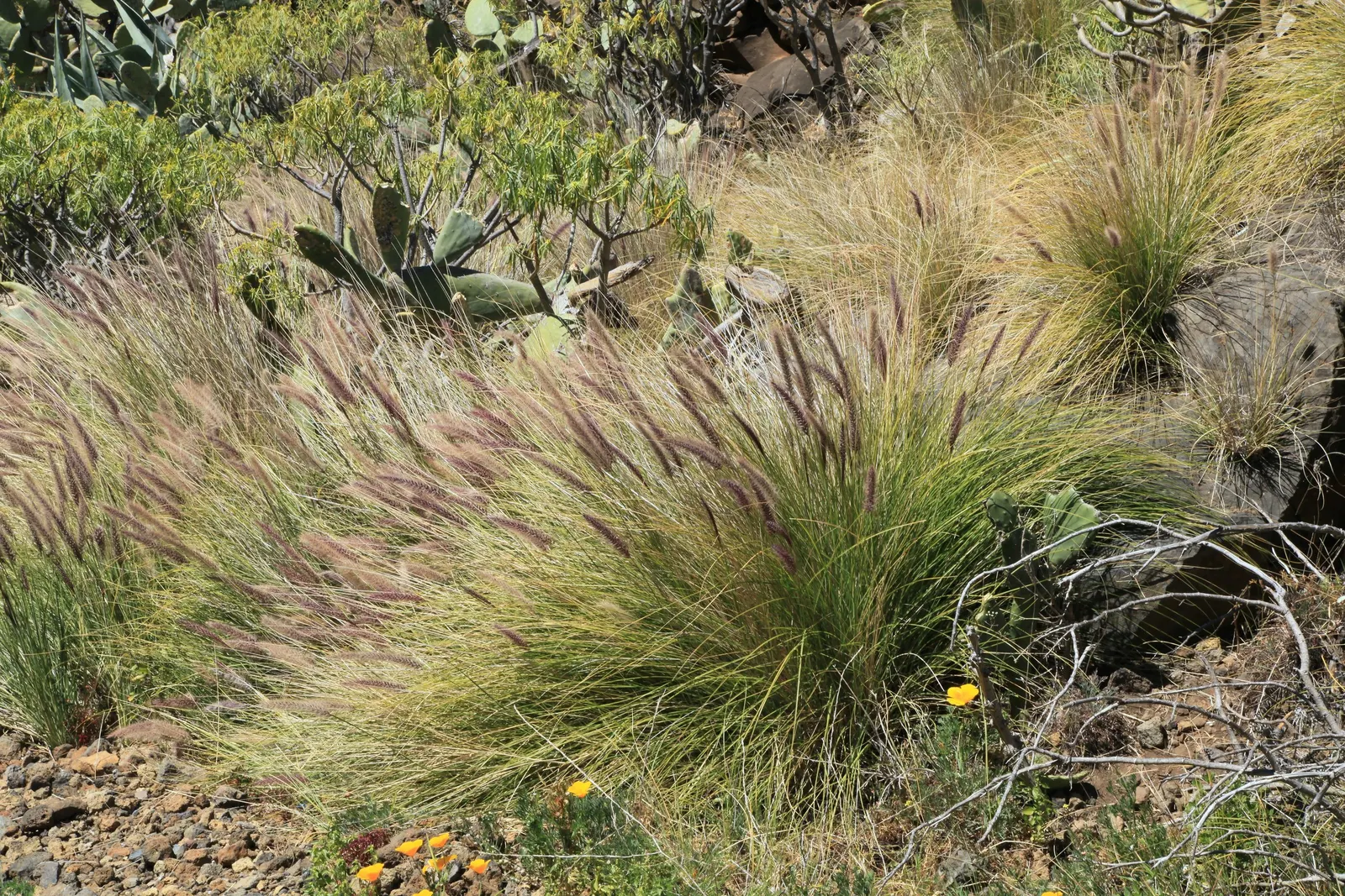 Tender Fountain Grass (Pennisetum Setaceum) — Drought-tolerant once established; as the plant remains visually appealing even as the blooms mature, image 53