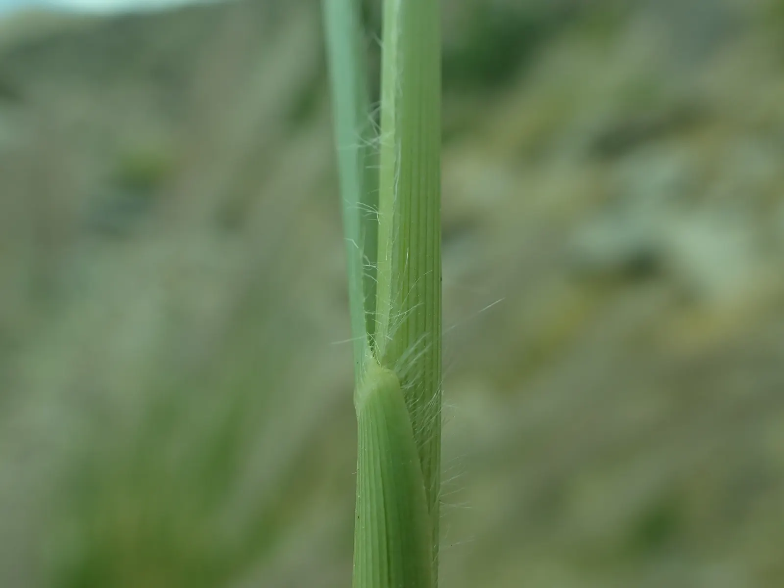 Tender Fountain Grass (Pennisetum Setaceum) — These inflorescences can reach lengths of 8 to 12 inches and make excellent cut flowers; grass with purple blooms