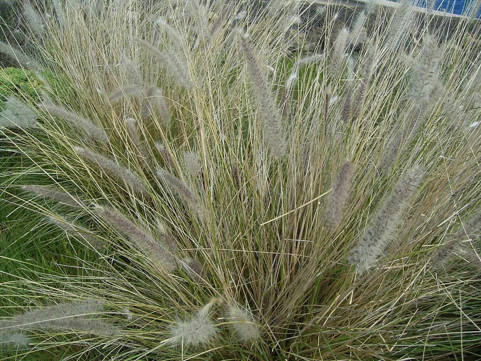 Tender Fountain Grass (Pennisetum Setaceum) — as the plant remains visually appealing even as the blooms mature and dry.<br><br>In the garden; purple flowers