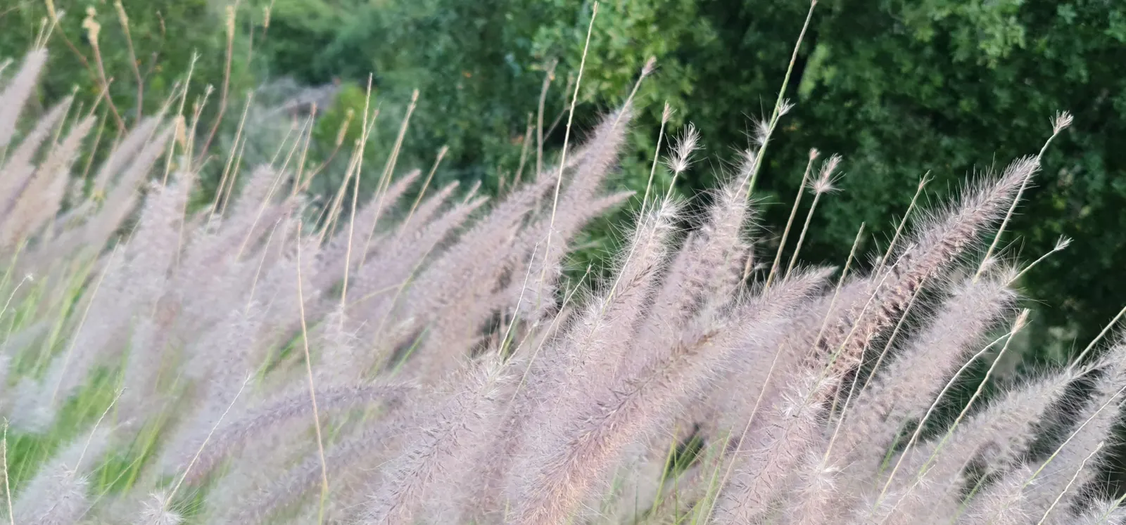 Tender Fountain Grass (Pennisetum Setaceum) — but considered invasive in some areas ‚Äì check local guidelines