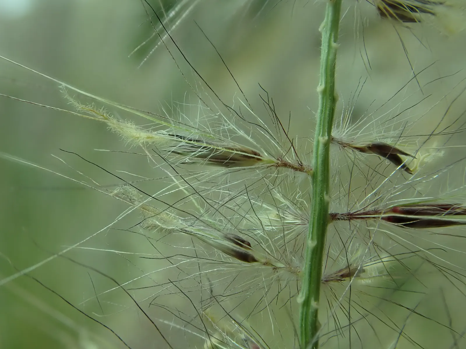 Tender Fountain Grass (Pennisetum Setaceum) — more commonly known as Tender Fountain Grass; fountain Grass is quite drought-tolerant