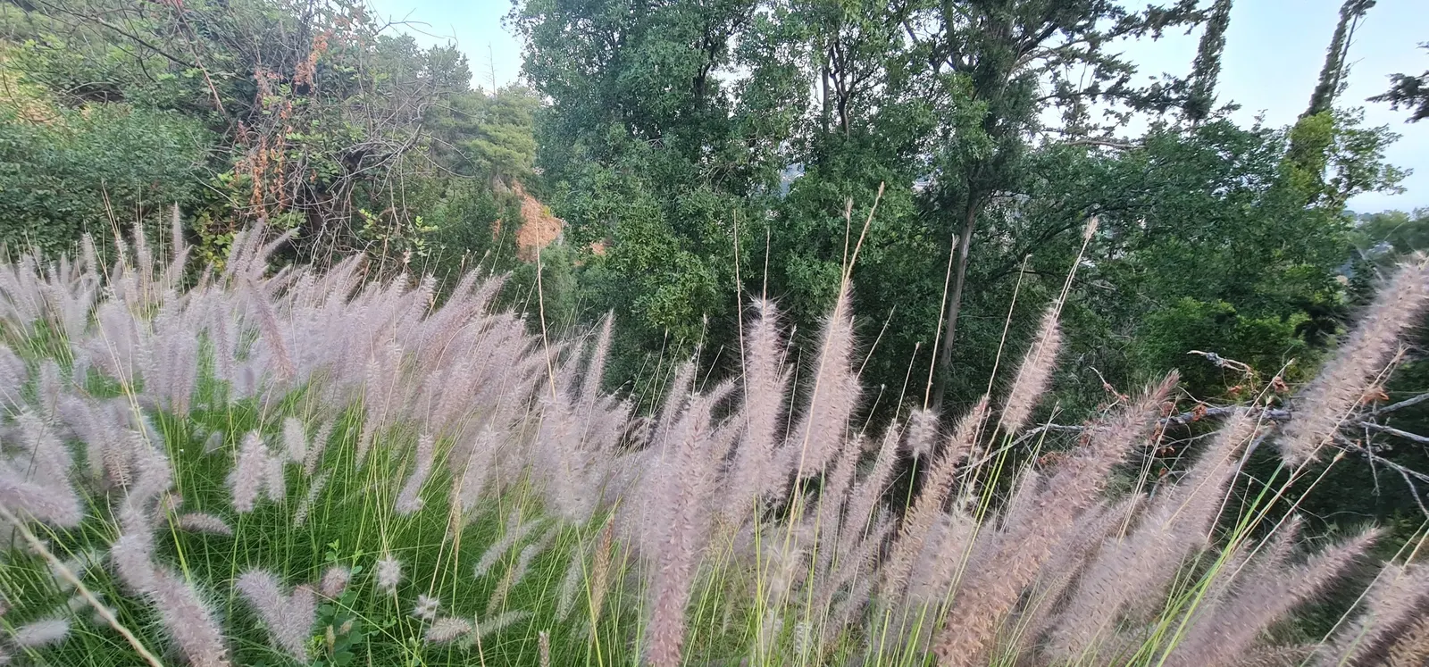 Tender Fountain Grass (Pennisetum Setaceum) — These inflorescences can reach lengths of 8 to 12 inches and make excellent cut flowers