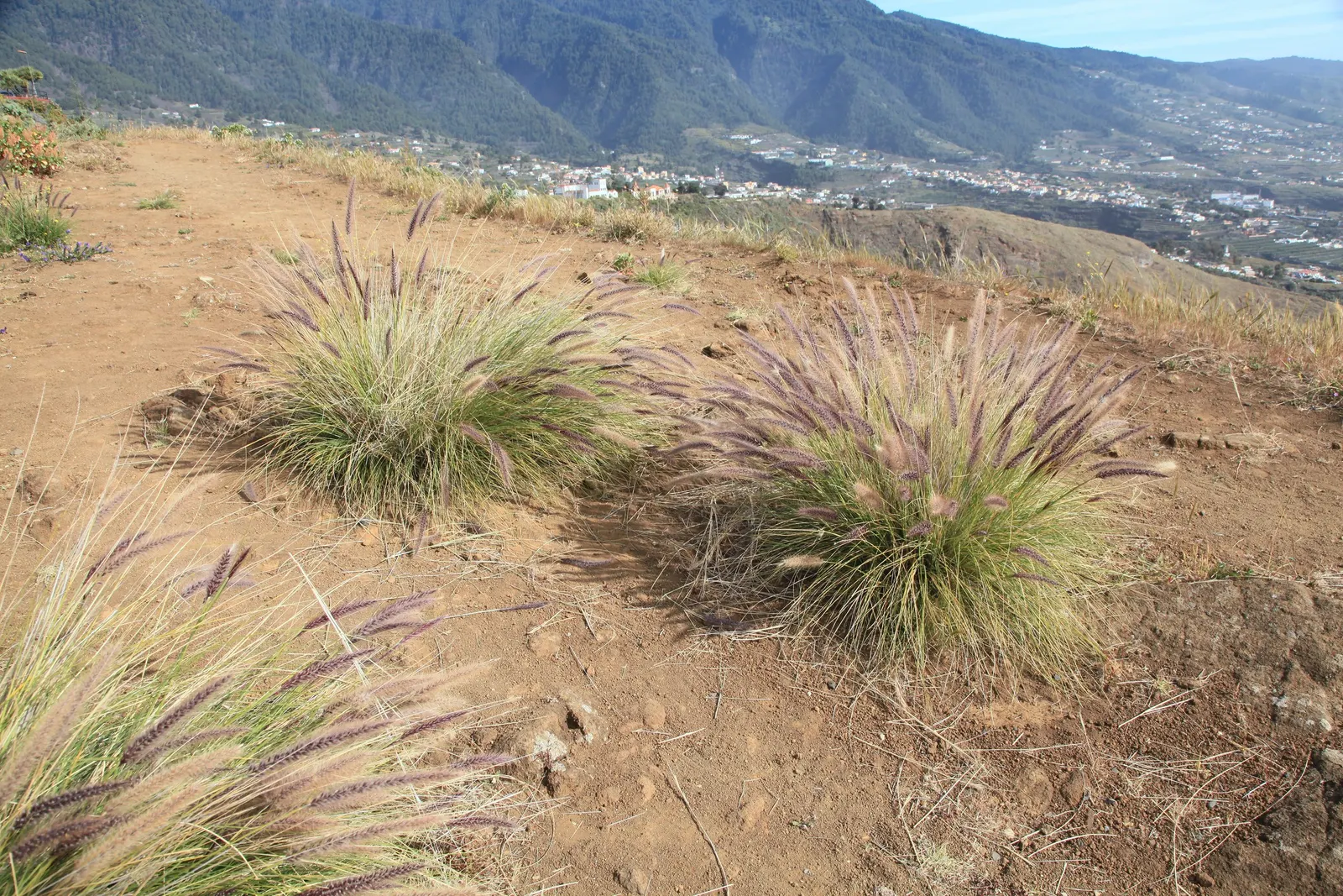 Tender Fountain Grass (Pennisetum Setaceum) — as the plant remains visually appealing even as the blooms mature and dry.<br><br>In the garden