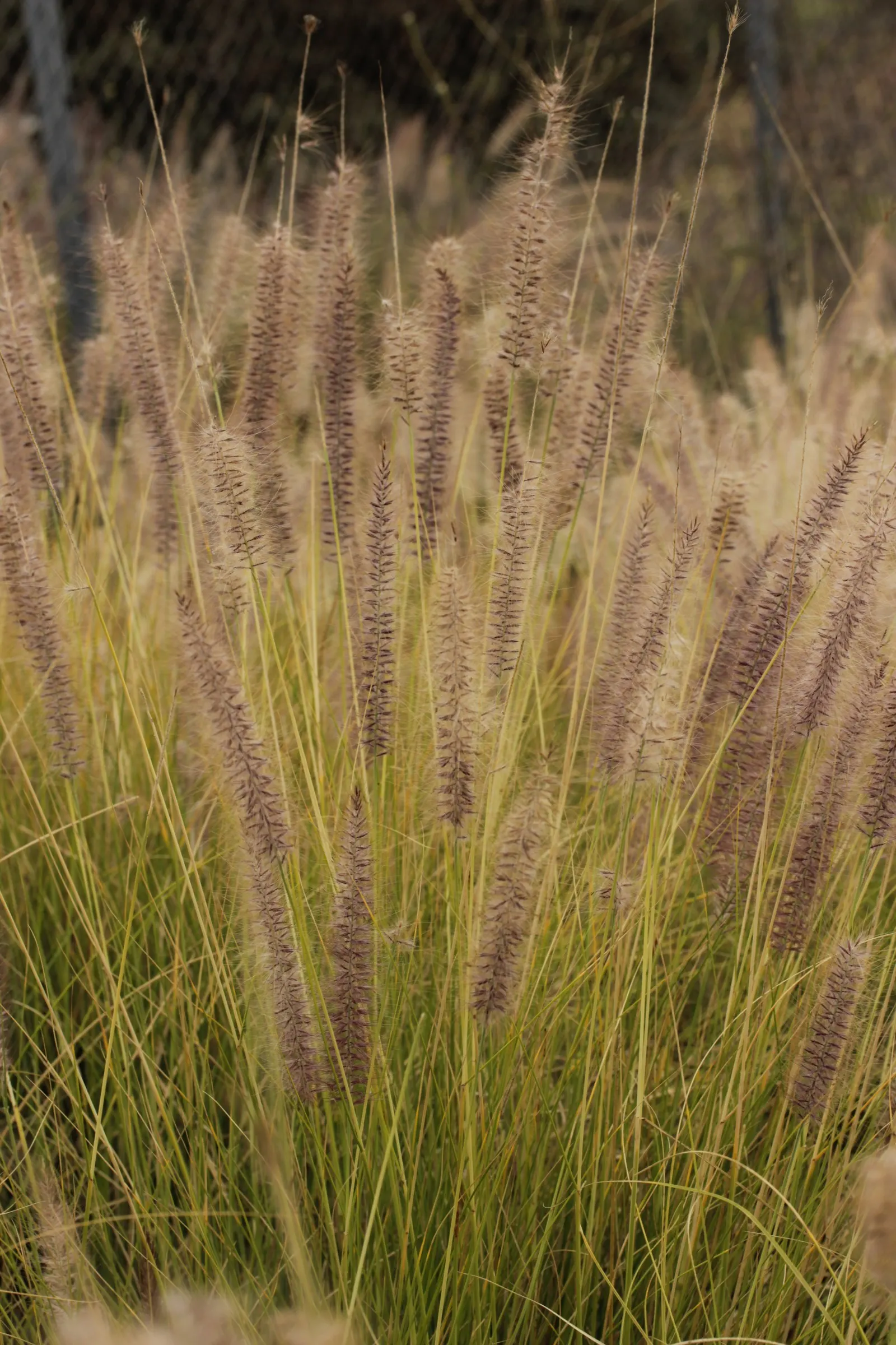 Tender Fountain Grass (Pennisetum Setaceum) — Fountain Grass is quite drought-tolerant; creates dramatic groupings