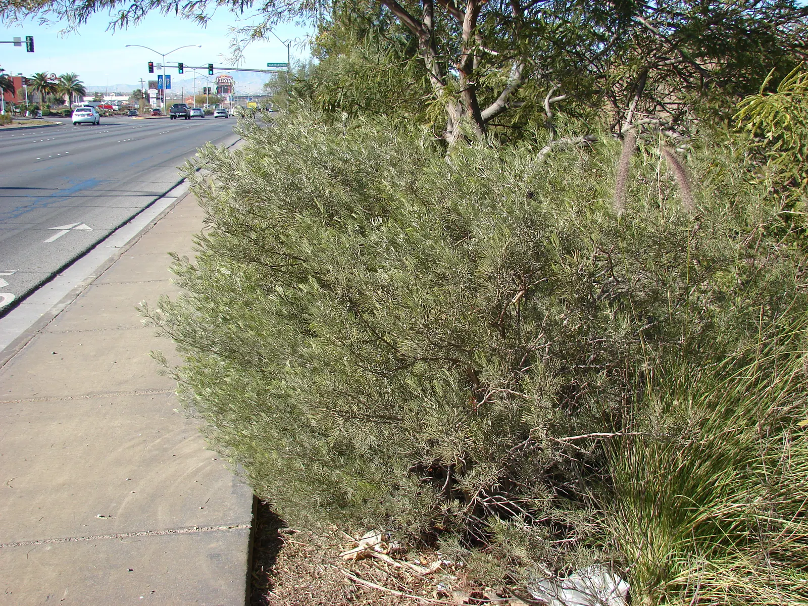 Tender Fountain Grass (Pennisetum Setaceum) — which soar above the foliage and exhibit a rosy-hue to purplish color