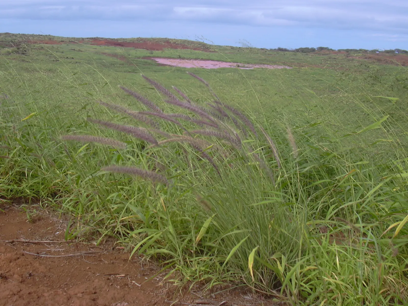 Tender Fountain Grass (Pennisetum Setaceum) — airy texture to the landscape; or serves as an eye-catching specimen plant