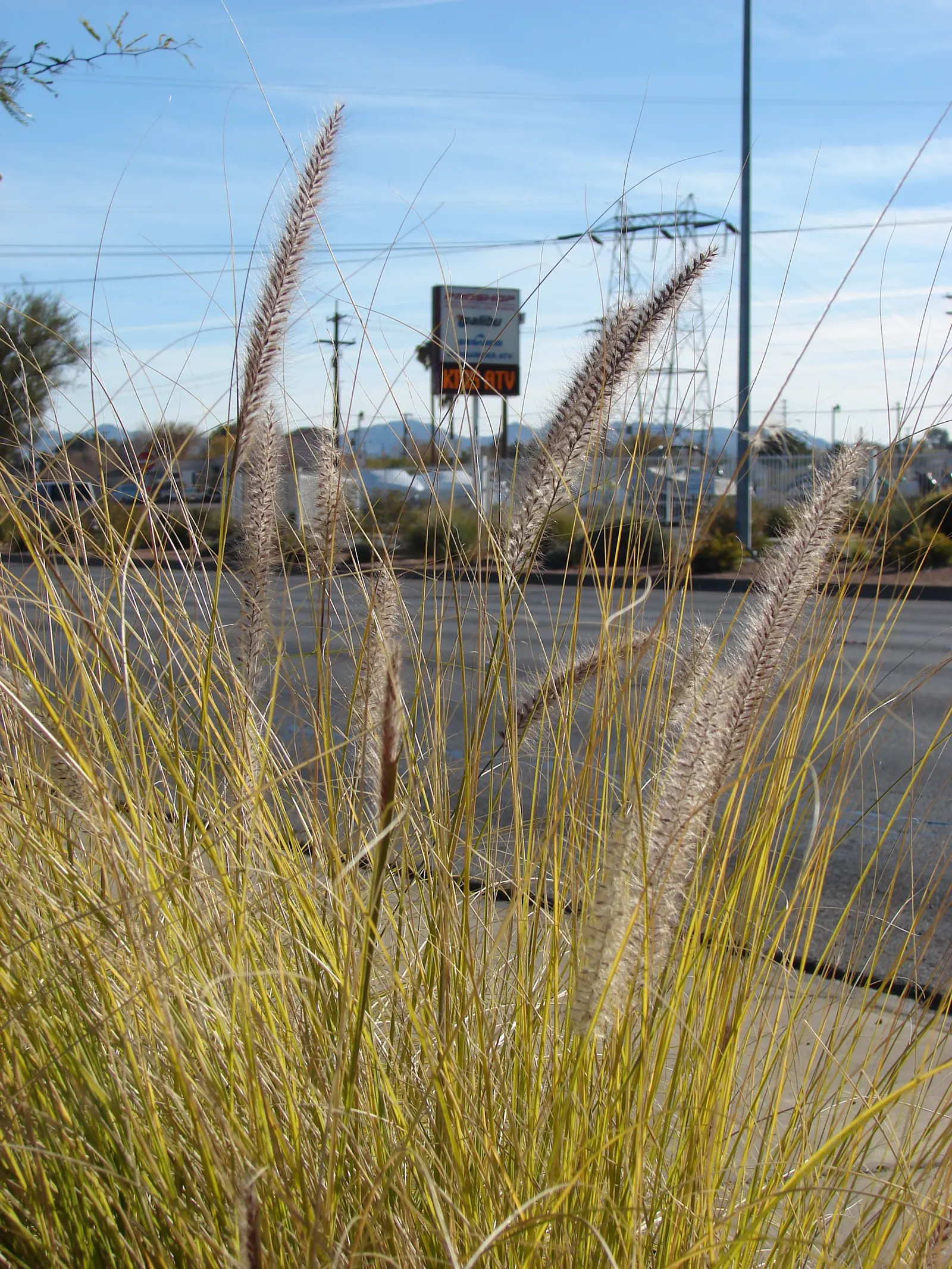 Tender Fountain Grass (Pennisetum Setaceum) — Regular watering will, however, promote the most vigorous growth