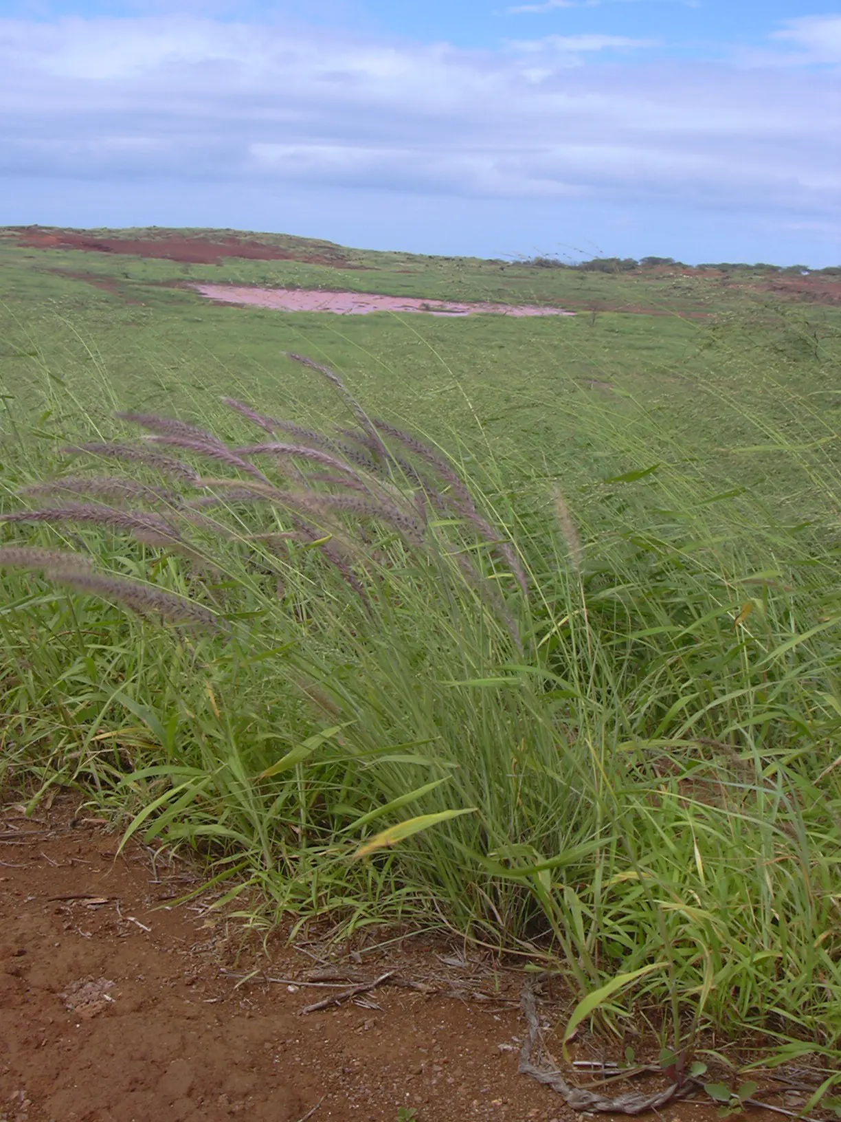 Tender Fountain Grass (Pennisetum Setaceum) — Thrives in full sun and well-drained soil; these inflorescences can reach lengths of 8 to 12 inches, image 52