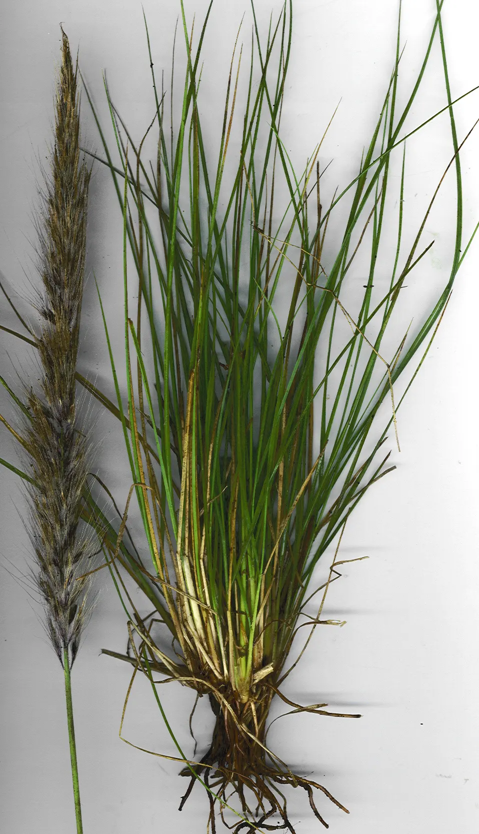 Tender Fountain Grass (Pennisetum Setaceum) — it's ideal for warm climates in USDA zones 9-11; grass for full, image 54