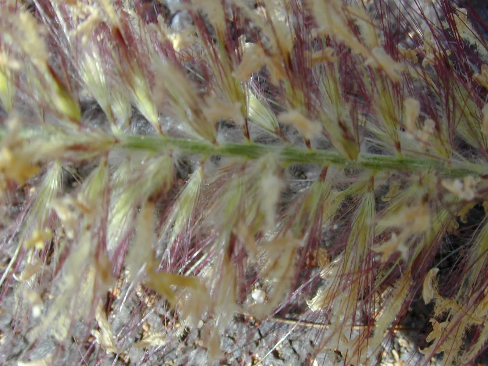Tender Fountain Grass (Pennisetum Setaceum) — this semi-evergreen perennial is best suited for USDA hardiness zones 9 through 11