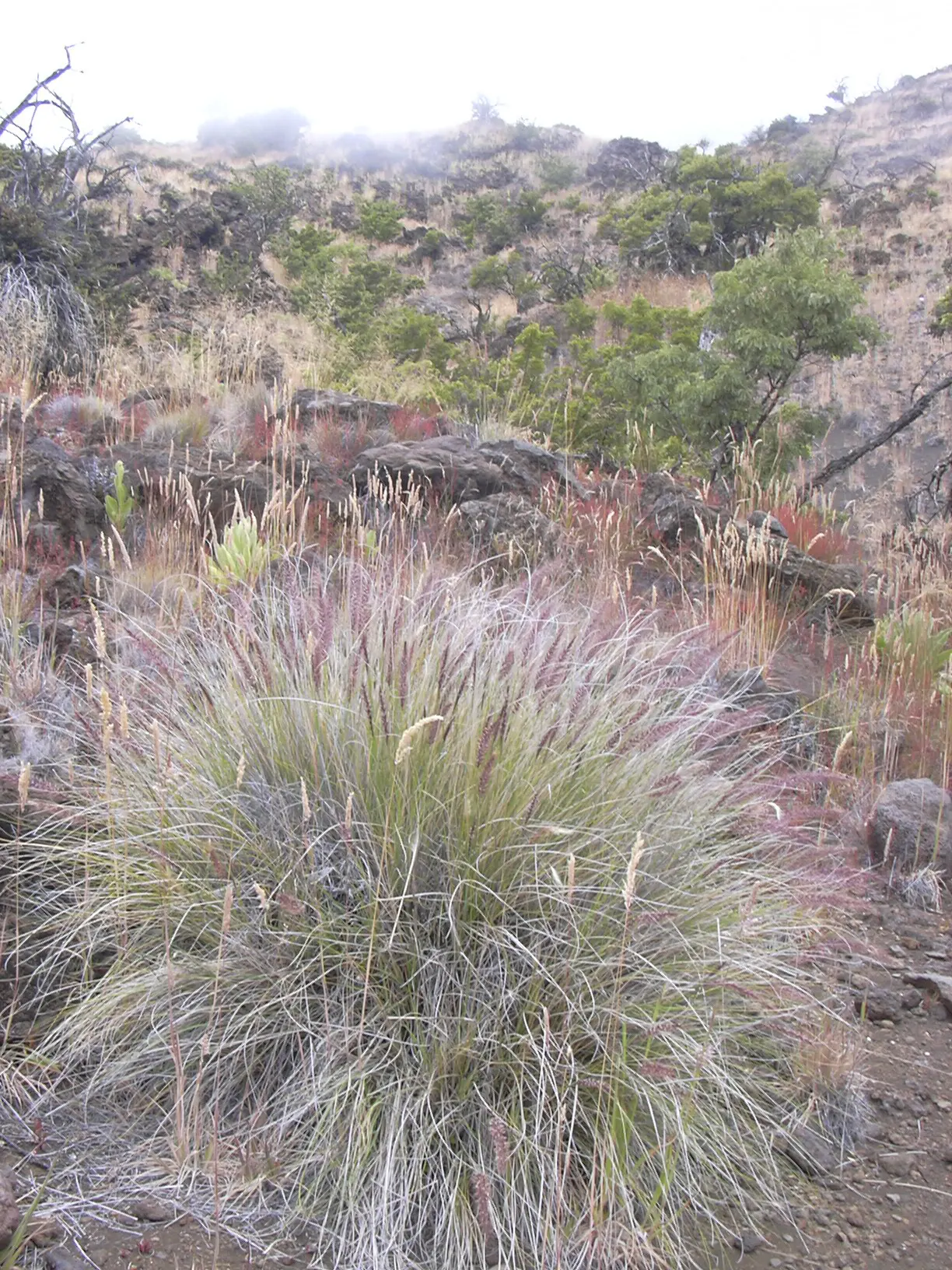 Tender Fountain Grass (Pennisetum Setaceum) — creates dramatic groupings; the plant blooms from mid-summer into the fall