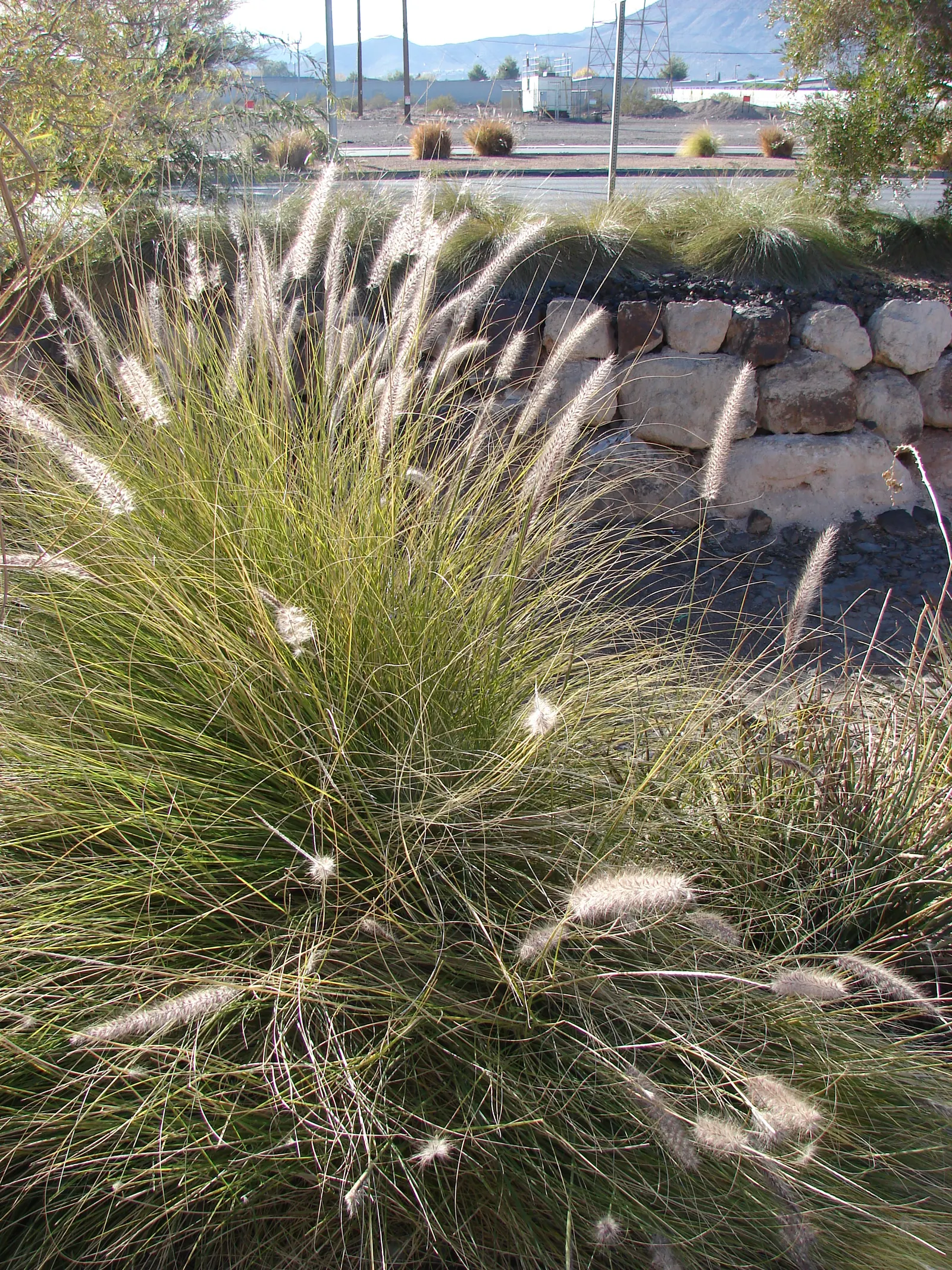 Tender Fountain Grass (Pennisetum Setaceum) — this species has been identified as invasive