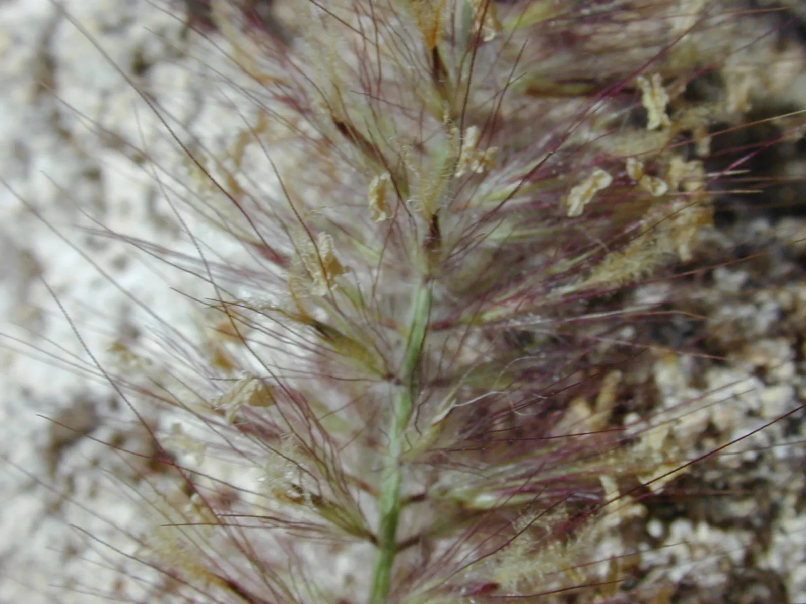 Tender Fountain Grass (Pennisetum Setaceum) — this semi-evergreen perennial is best suited for USDA hardiness zones 9 through 11; drought-tolerant once
