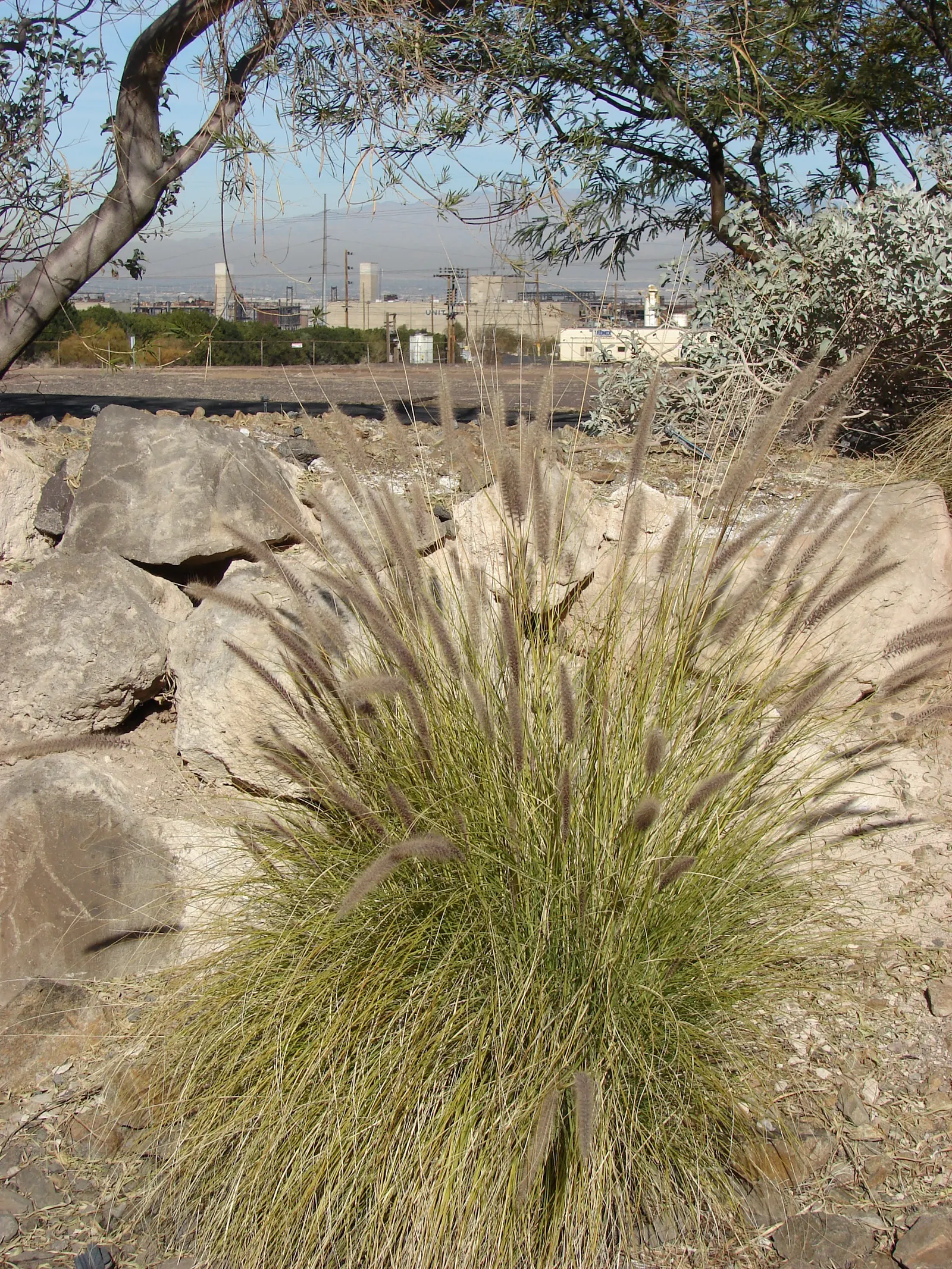 Tender Fountain Grass (Pennisetum Setaceum) — Pennisetum setaceum serves as an excellent backdrop for lower-growing perennial flowers; but considered invasive