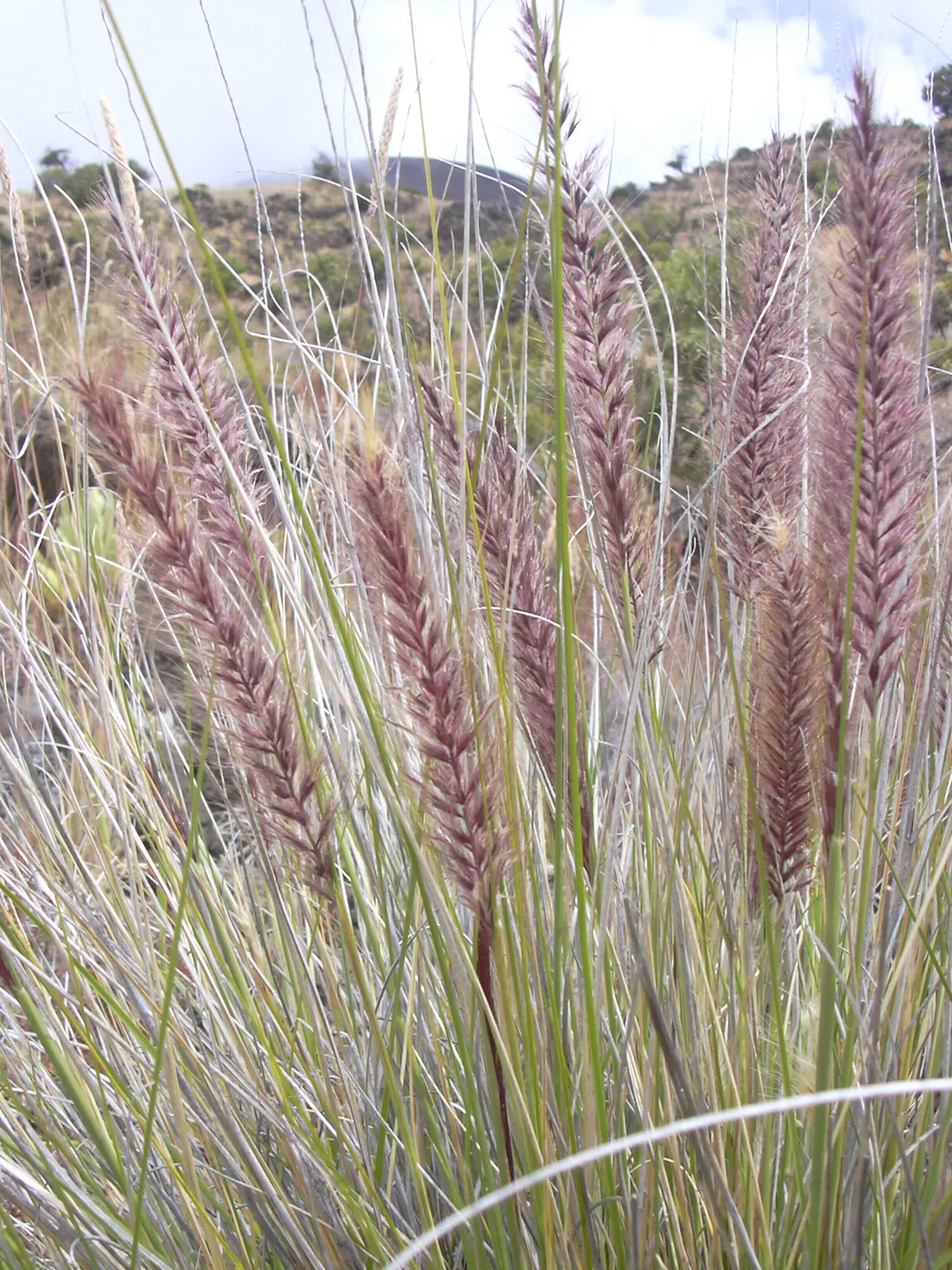 Tender Fountain Grass (Pennisetum Setaceum) — but considered invasive in some areas ‚Äì check local guidelines; airy texture to the landscape, image 55