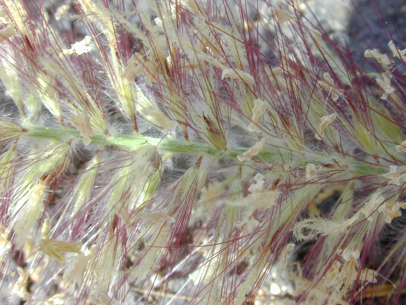 Tender Fountain Grass (Pennisetum Setaceum) — Deadheading is not necessary; regular watering will, however, promote the most vigorous growth