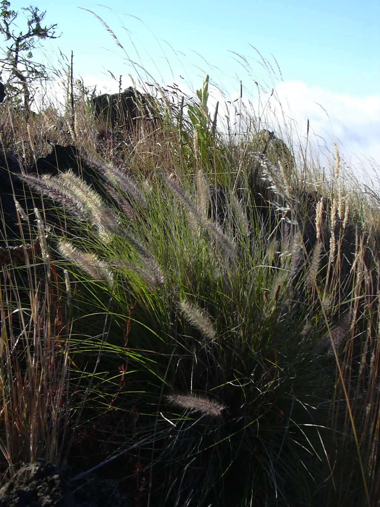Tender Fountain Grass (Pennisetum Setaceum) — Pennisetum setaceum serves as an excellent backdrop for lower-growing perennial flowers