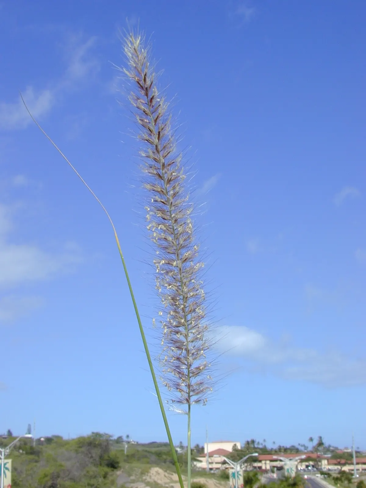 Tender Fountain Grass (Pennisetum Setaceum) — it's ideal for warm climates in USDA zones 9-11; grass for full