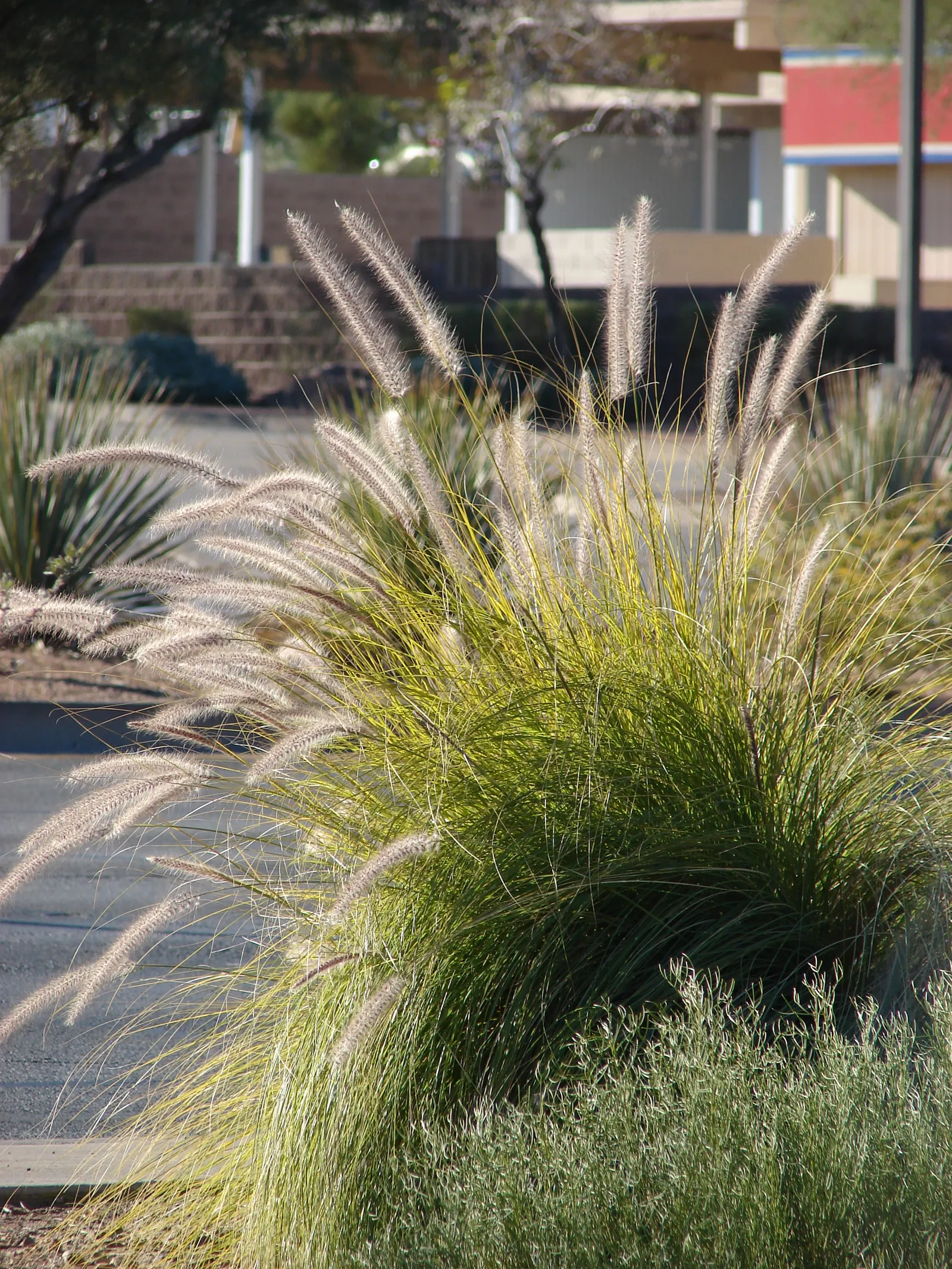 Tender Fountain Grass (Pennisetum Setaceum) — airy texture to the landscape