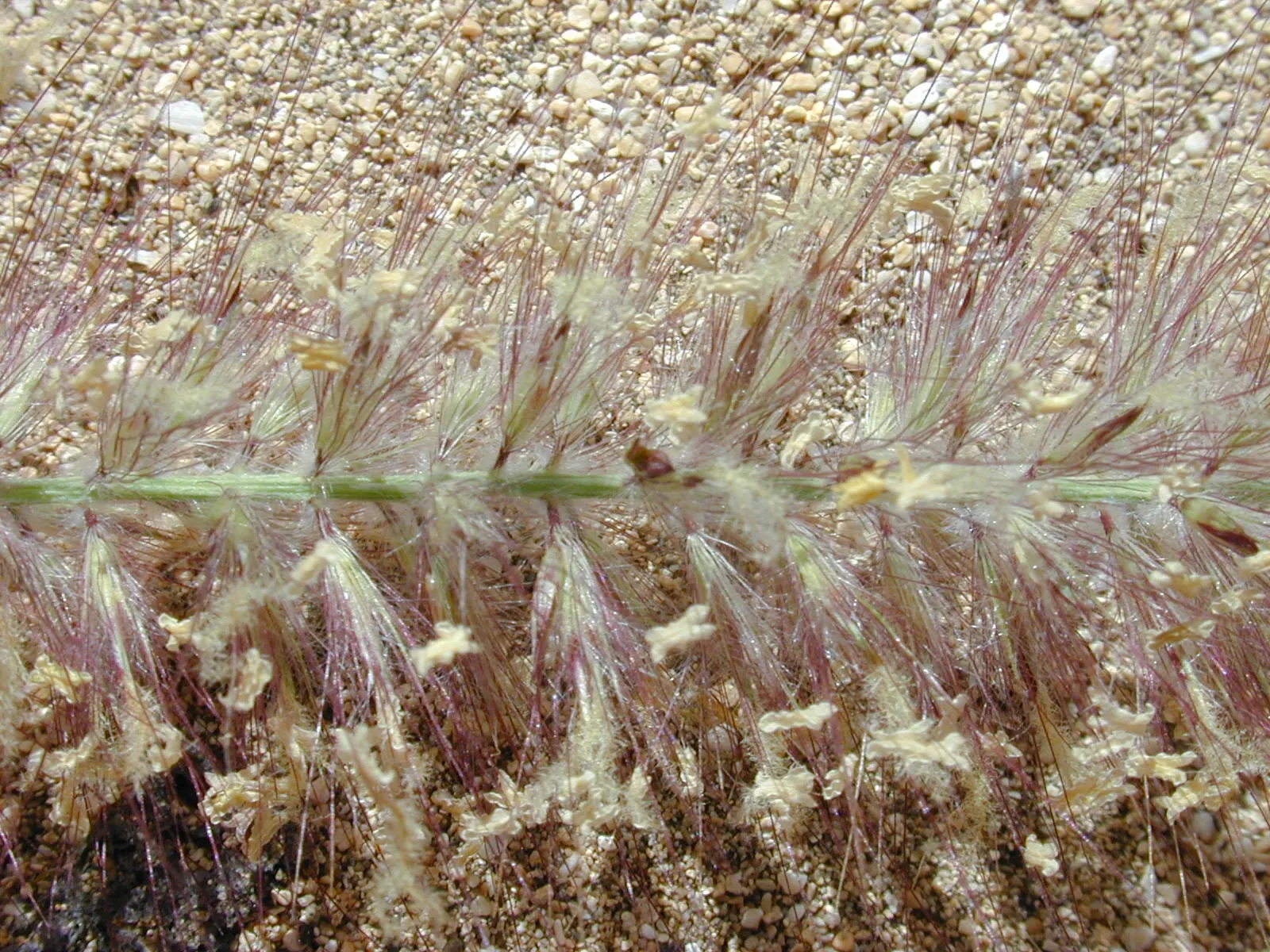 Tender Fountain Grass (Pennisetum Setaceum) — Fountain Grass is quite drought-tolerant
