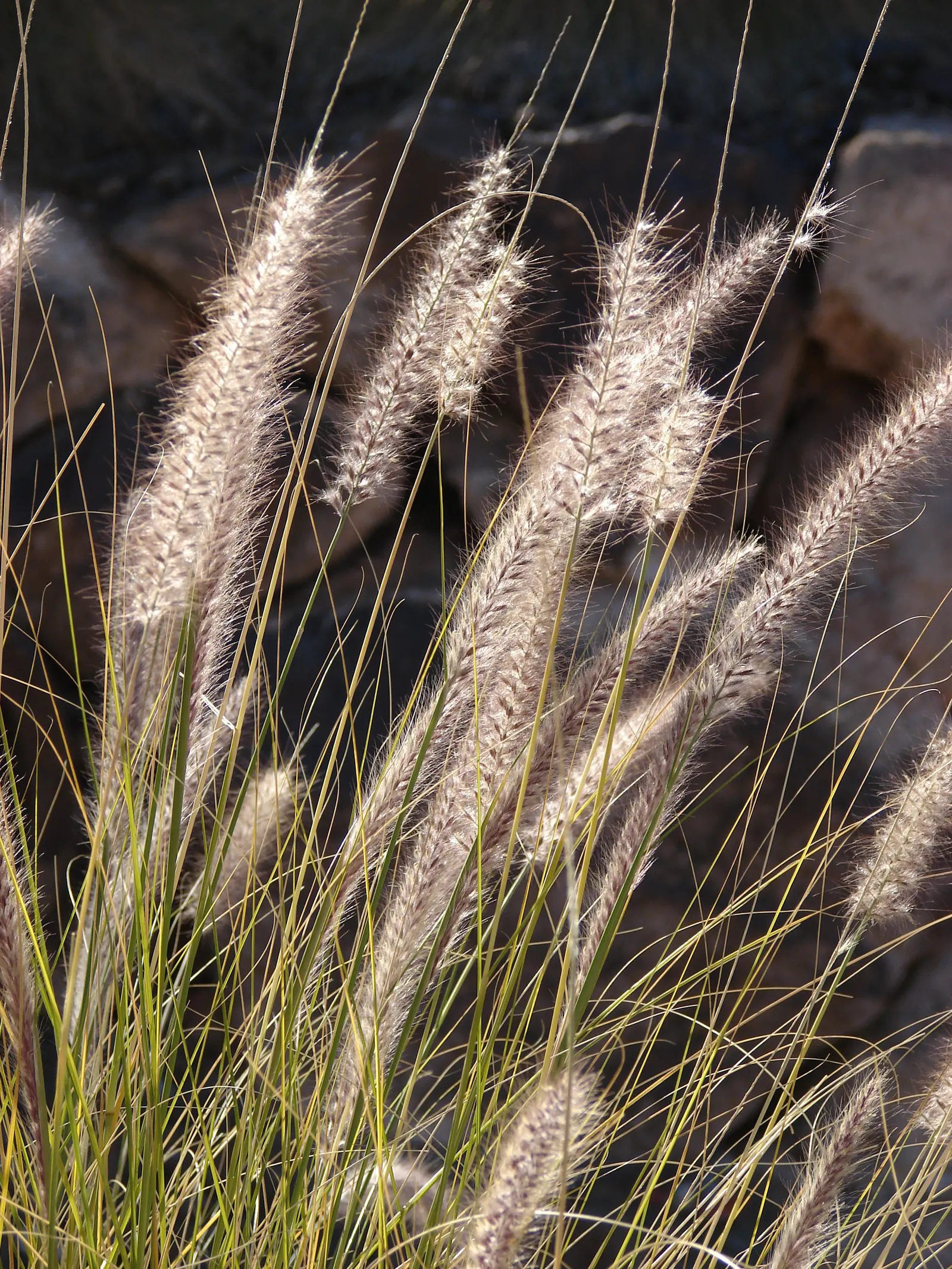 Tender Fountain Grass (Pennisetum Setaceum) — it's ideal for warm climates in USDA zones 9-11