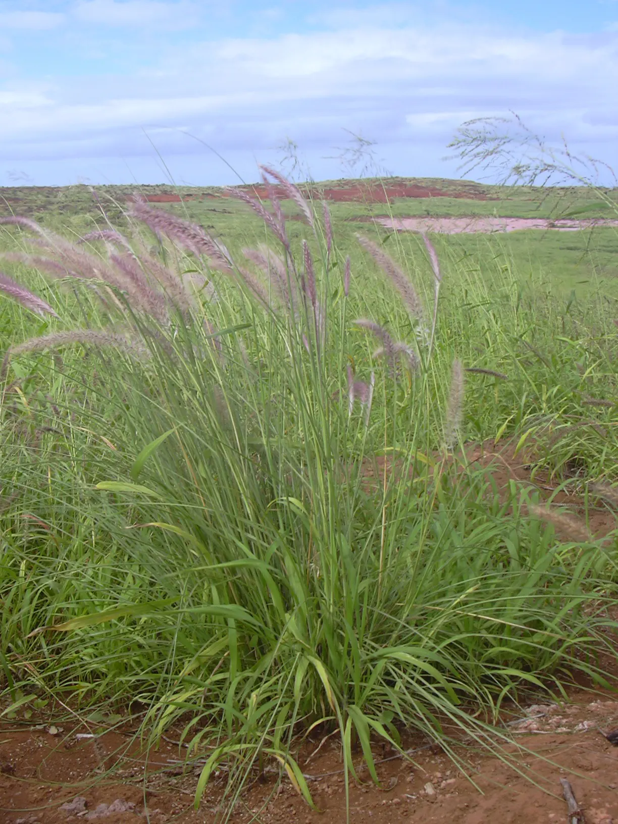 Tender Fountain Grass (Pennisetum Setaceum) — It reaches a height of 3 to 5 feet with a similar spread, adding texture and motion to garden, image 51