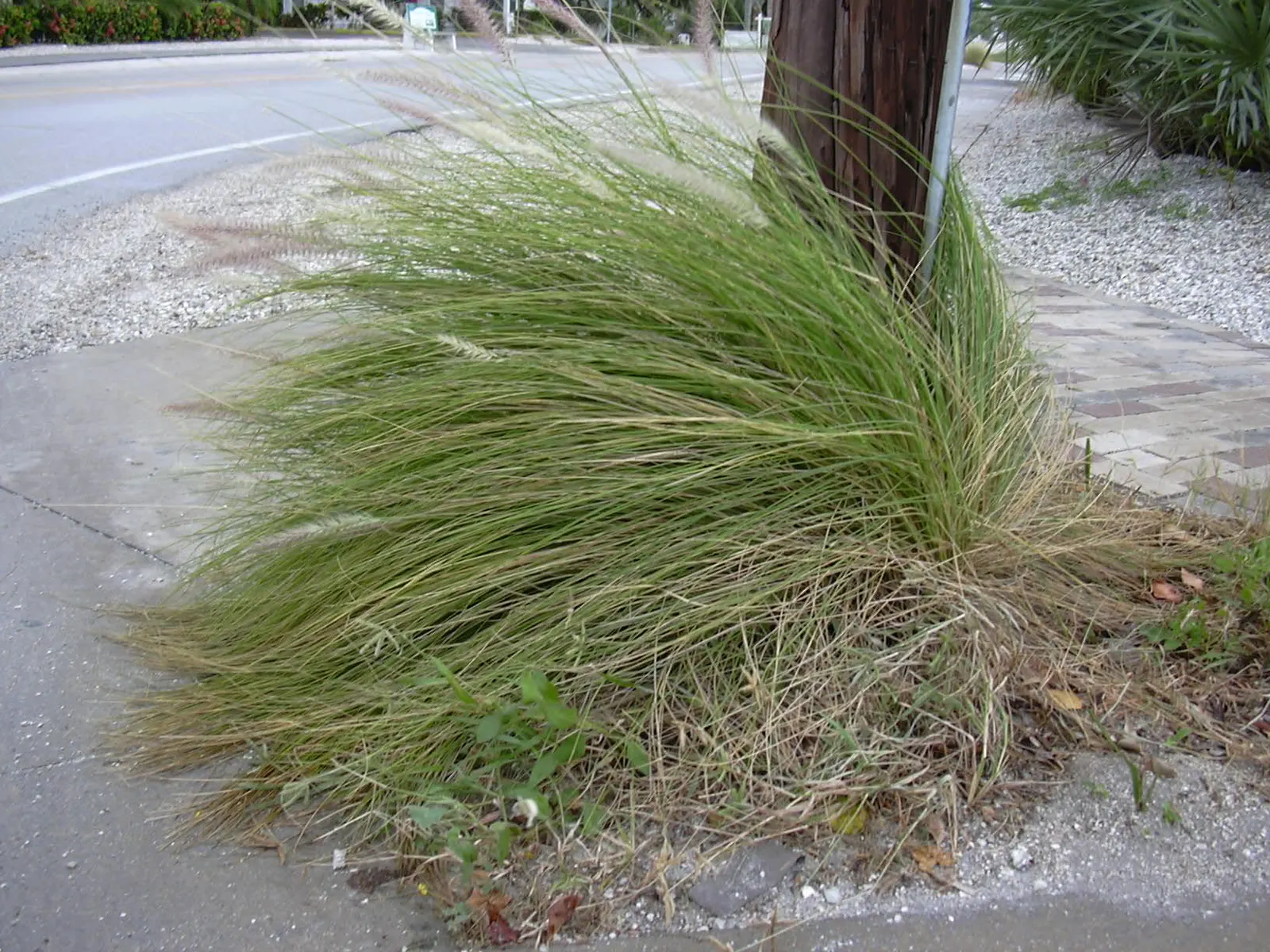 Tender Fountain Grass (Pennisetum Setaceum) — Drought-tolerant once established