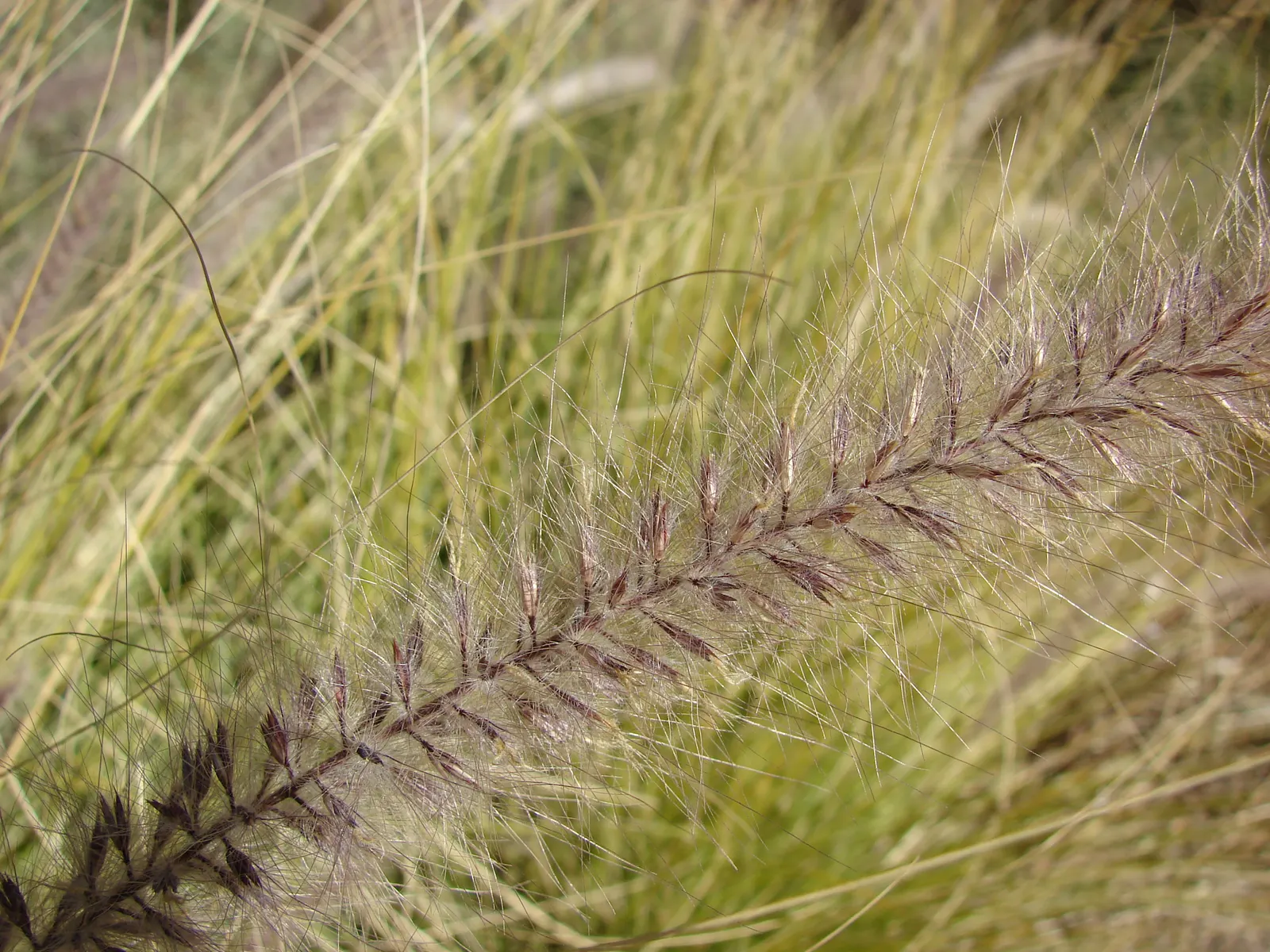 Tender Fountain Grass (Pennisetum Setaceum) — making it a low-maintenance option for xeriscapes or dry gardens