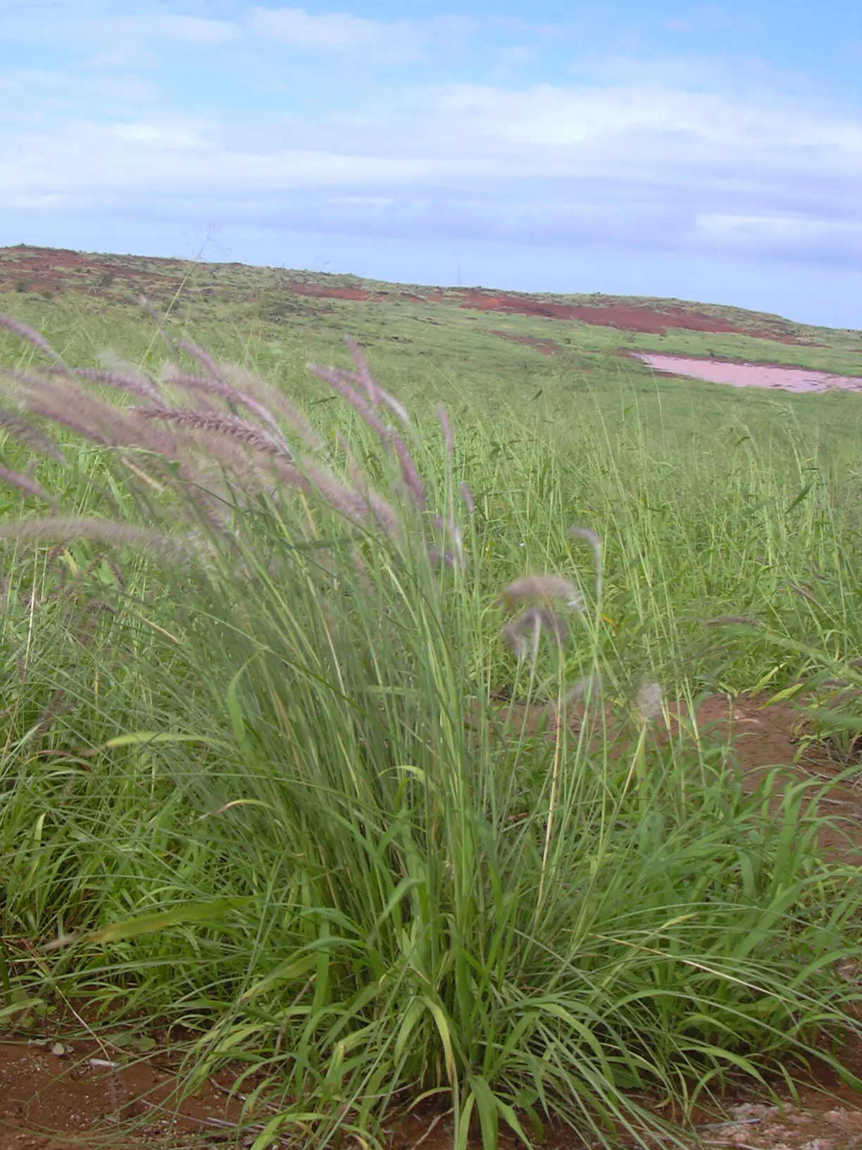 Tender Fountain Grass (Pennisetum Setaceum) — grass for full
