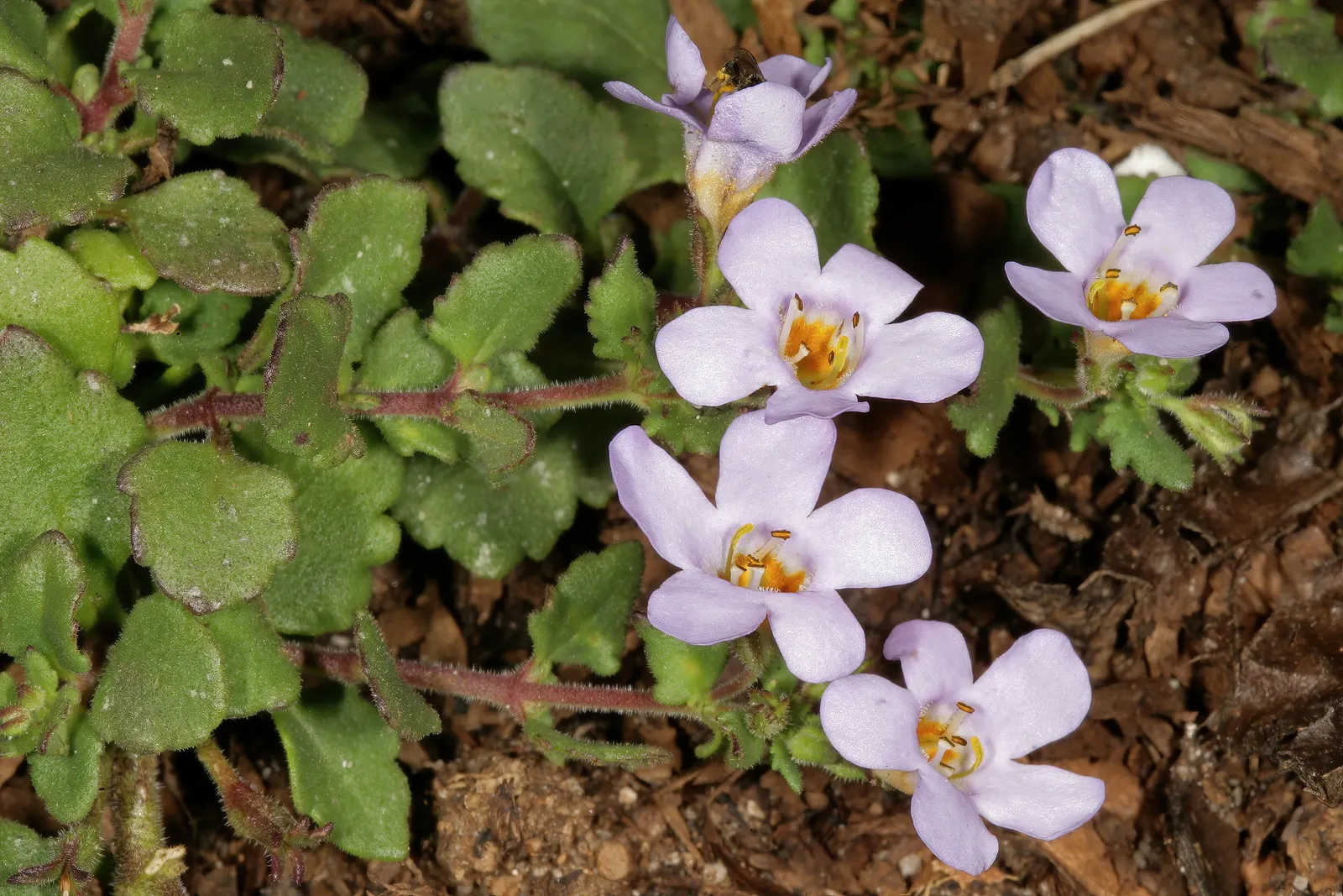 White Bacopa (Sutera Cordata) — scientifically known as Sutera cordata
