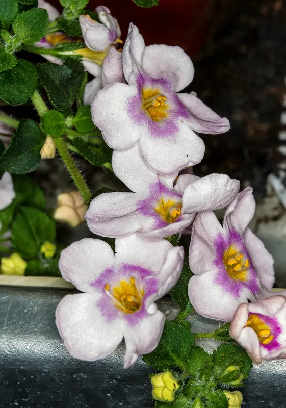 White Bacopa (Sutera Cordata) — Ideal for hanging baskets; preferring full sun to partial shade, it requires well-draining soil and moderate, image 61