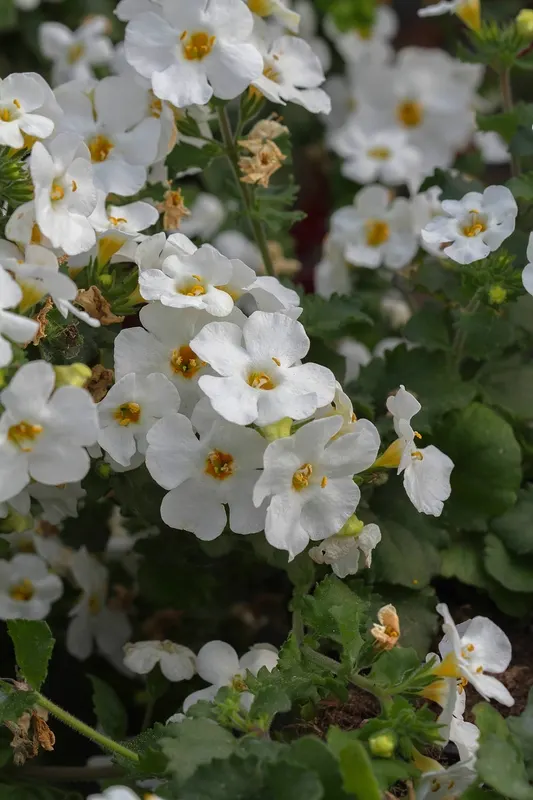 White Bacopa (Sutera Cordata) — is a prolific bloomer that adds a delicate charm to any garden; convey this ease of care to the client to assure them of a
