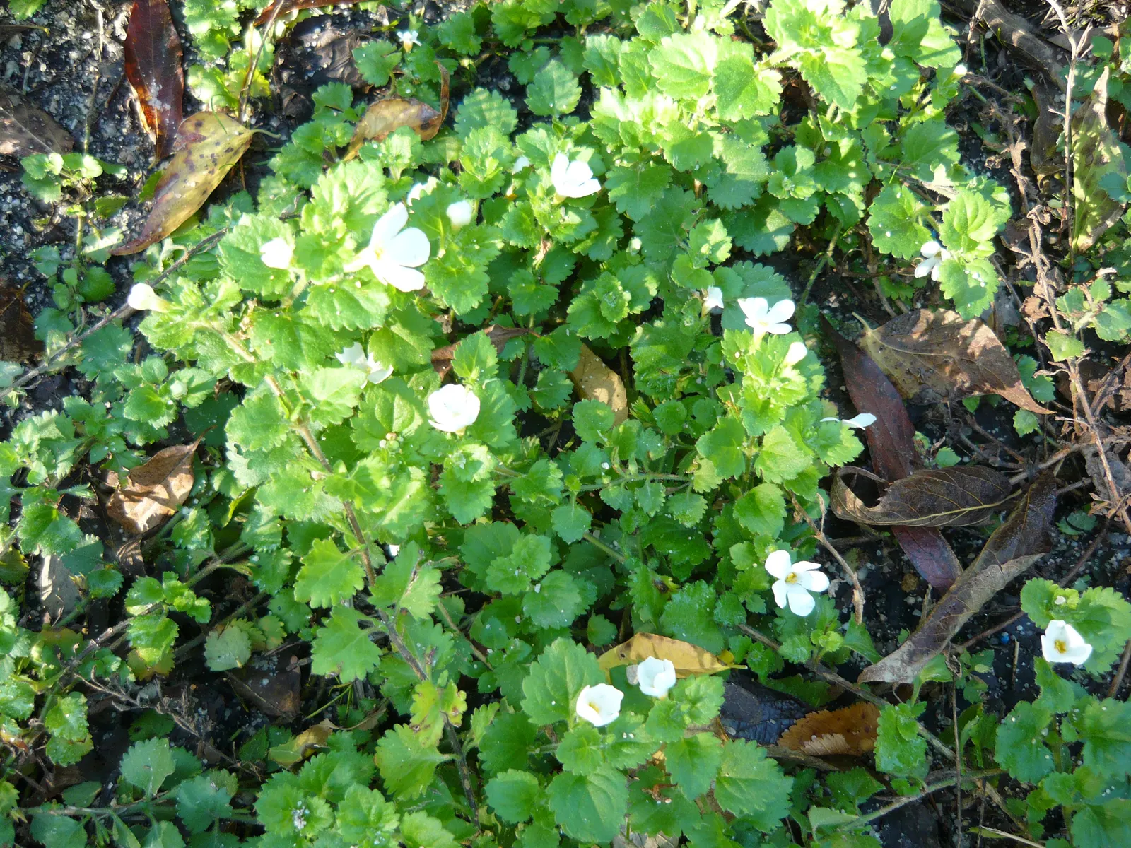 White Bacopa (Sutera Cordata) — Its delicate, five-petaled flowers bloom abundantly from spring to first frost